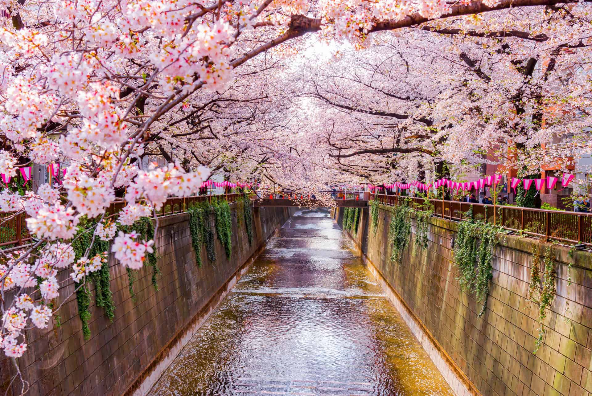 floraison des sakuras a nakameguro tokyo