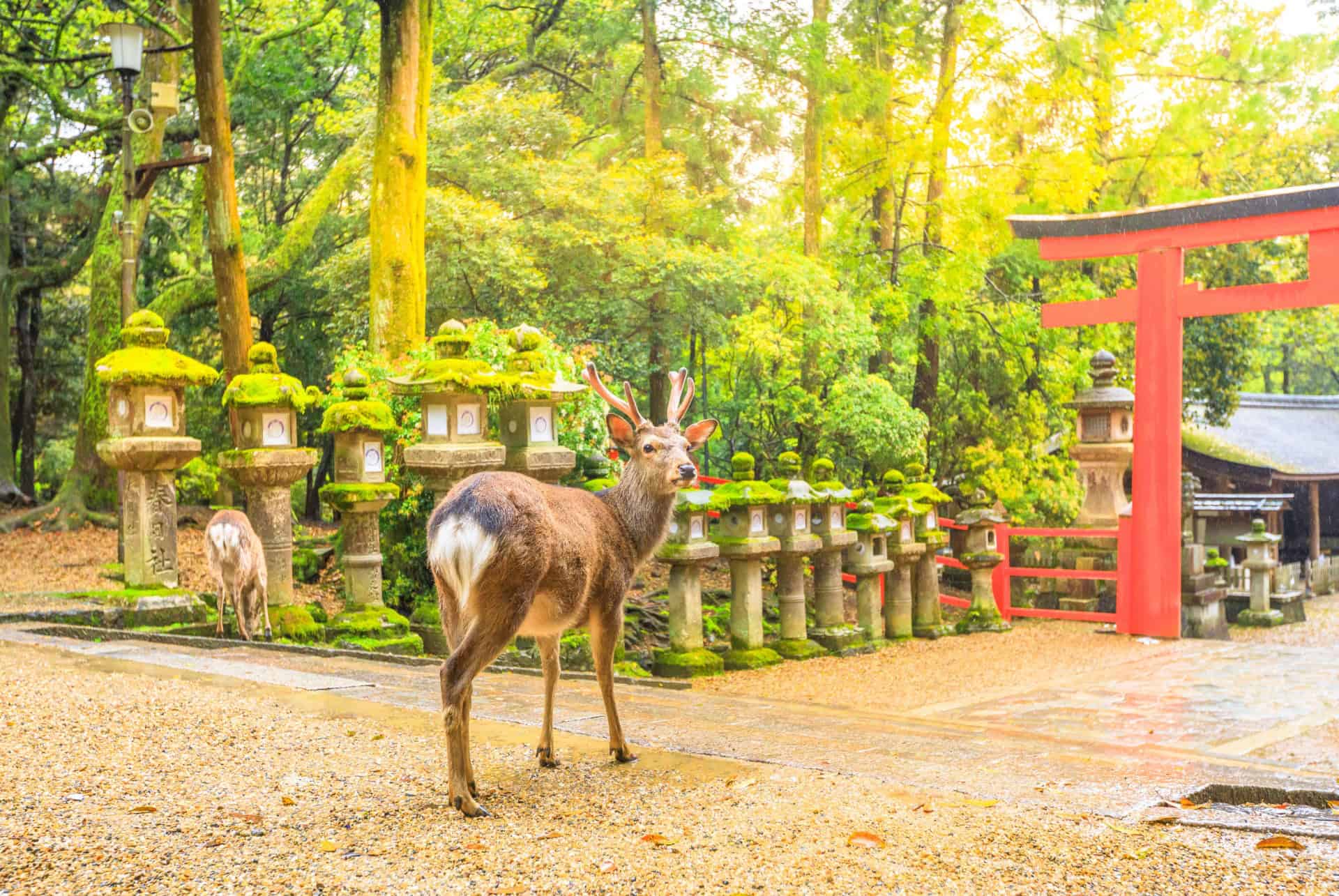 Que faire à Nara ?