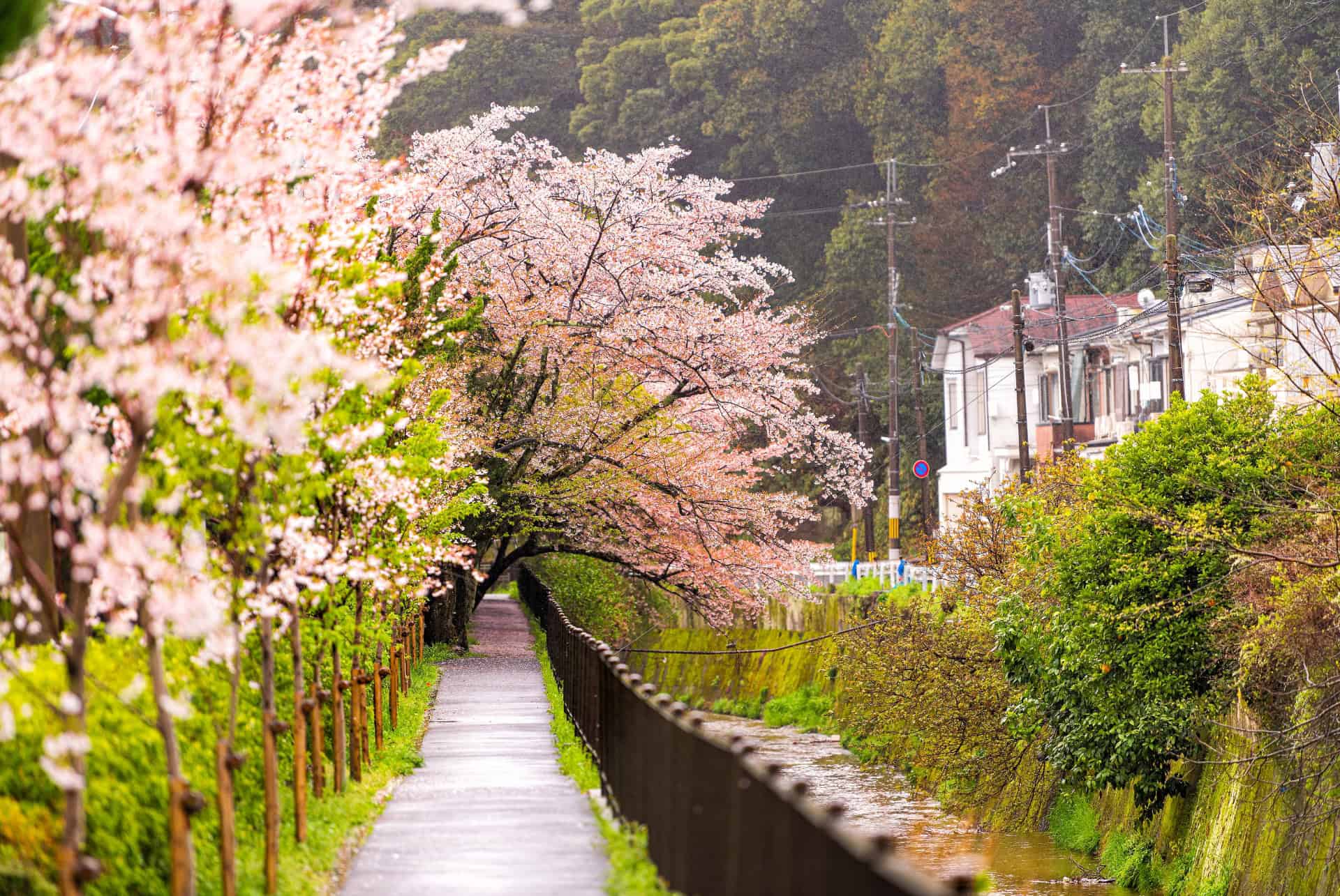 Le chemin de la Philosophie à Kyoto