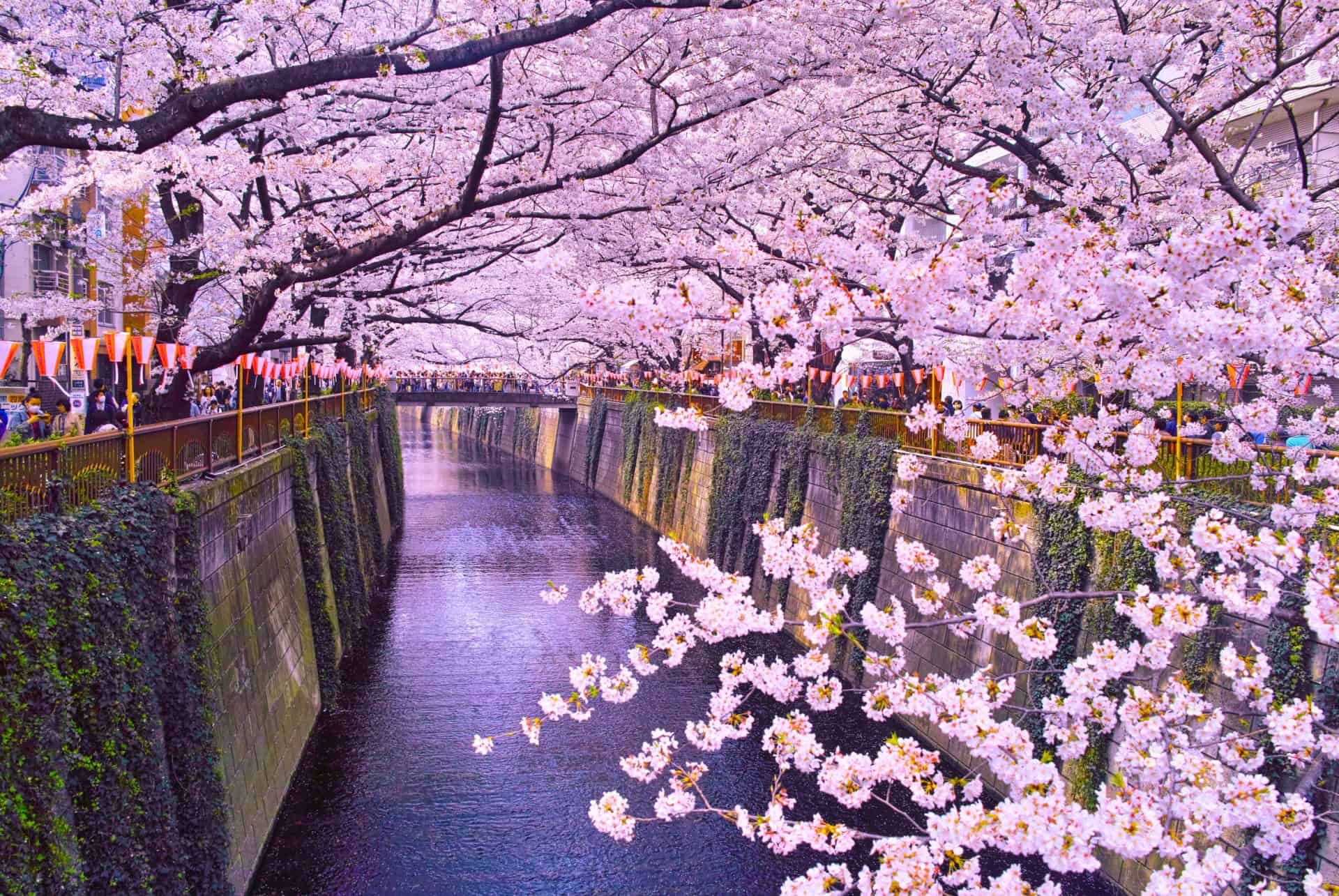 hanami japon au printemps