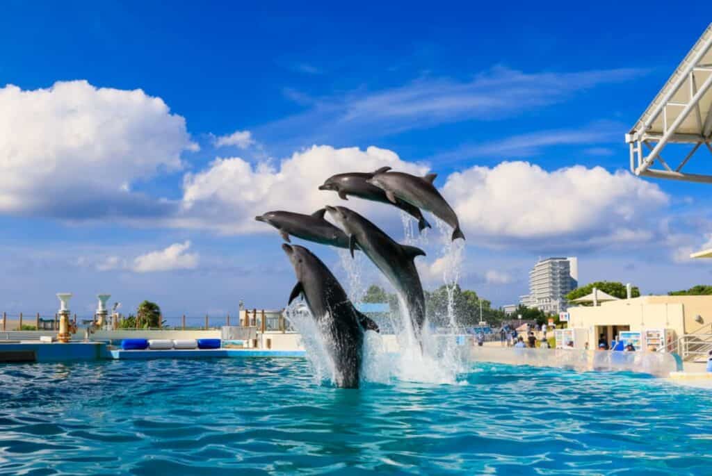 Visite du nord d’Okinawa et de l’aquarium Churaumi
