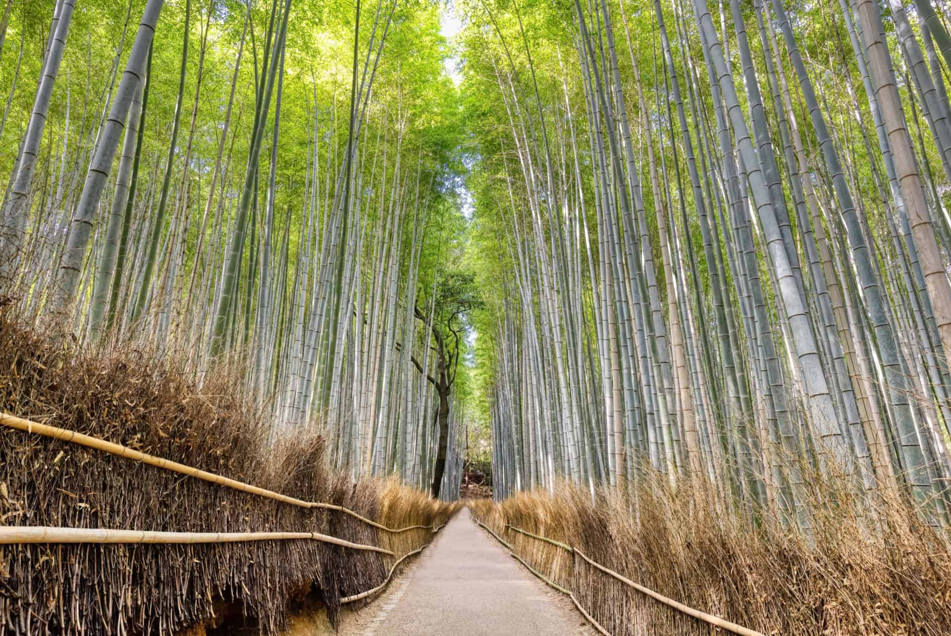 La bambouseraie d’Arashiyama