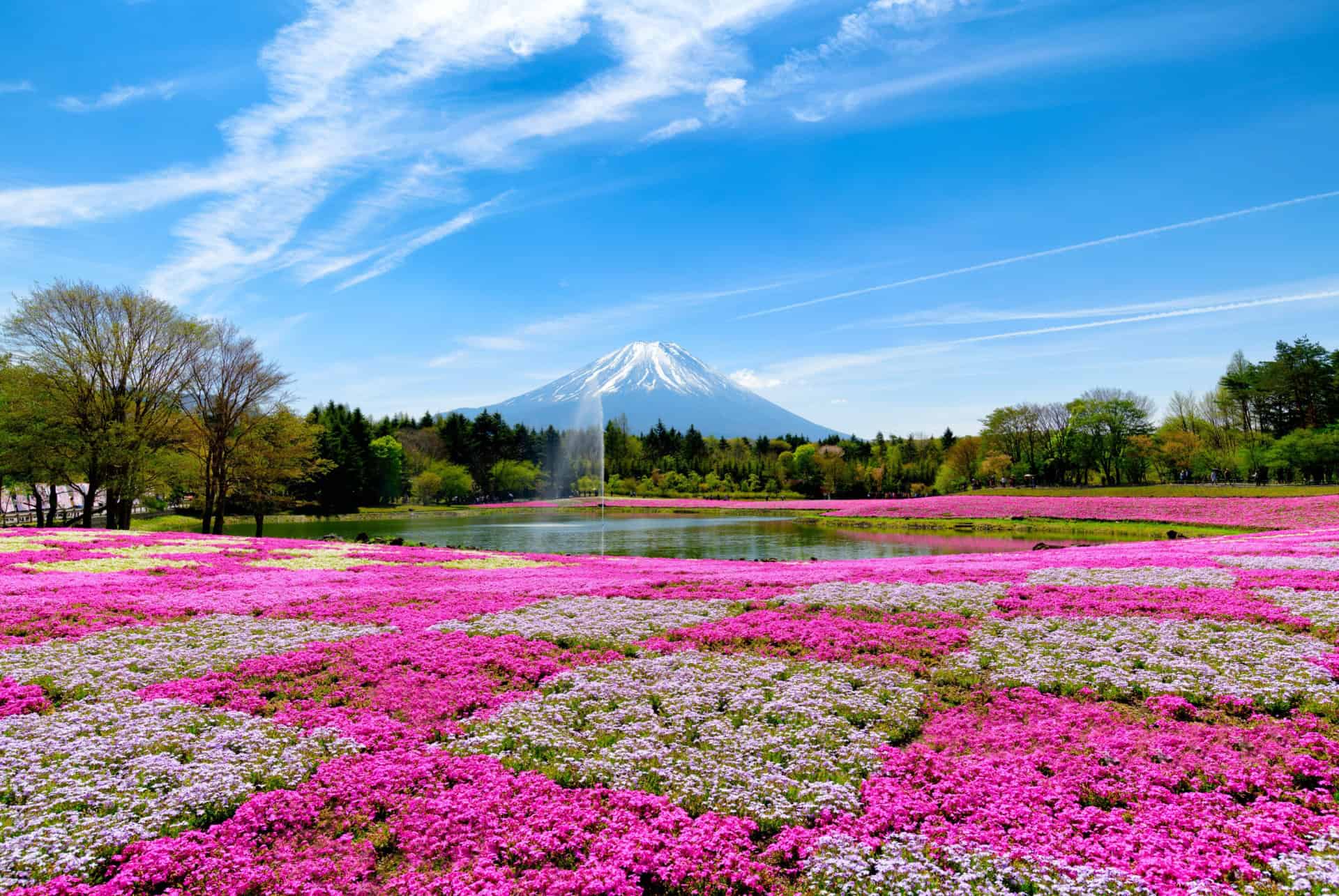 festival fuji shibazakura