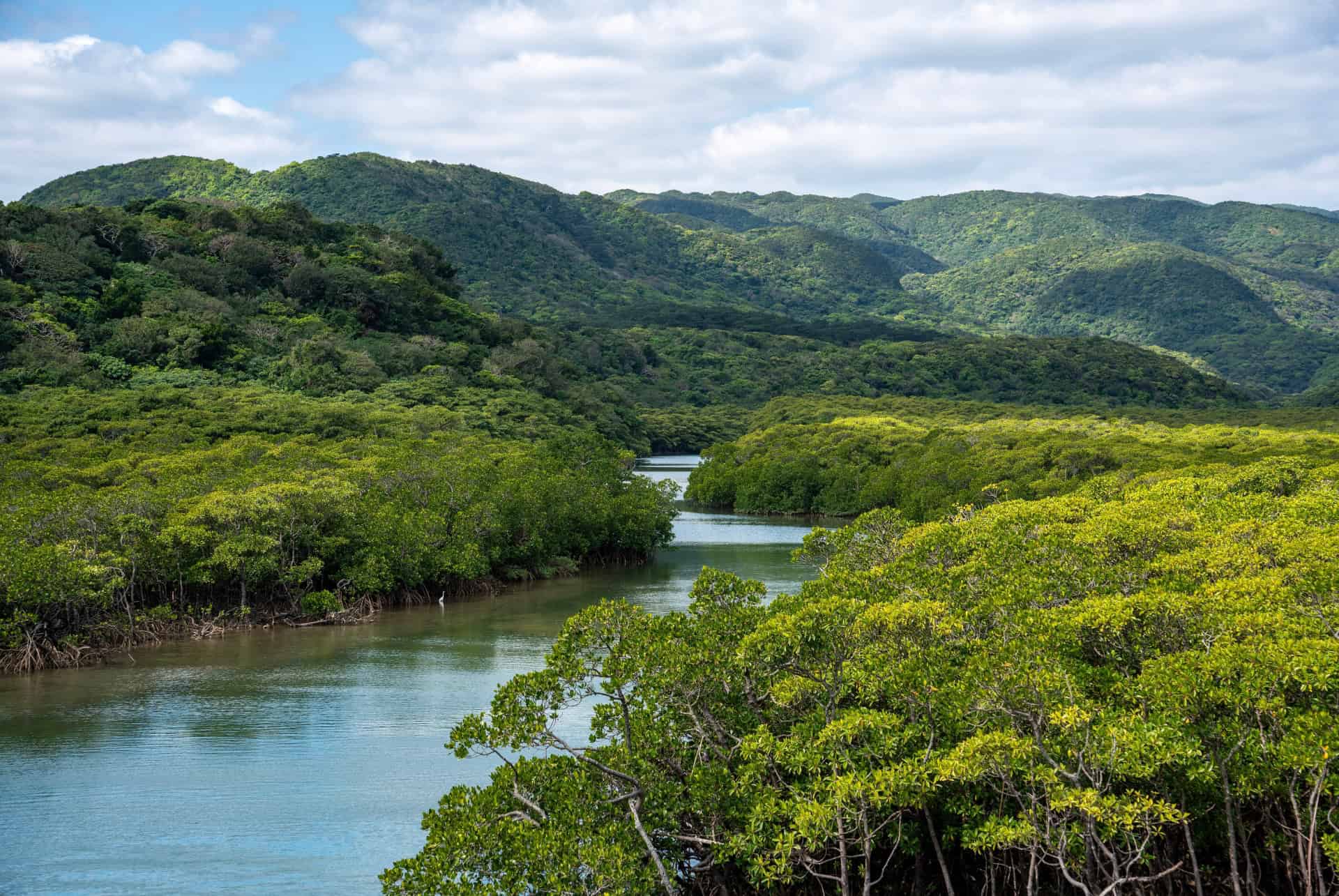 plus belles iles du japon iriomote okinawa foret de mangroves plus belles iles du japon iriomote okinawa foret de mangroves