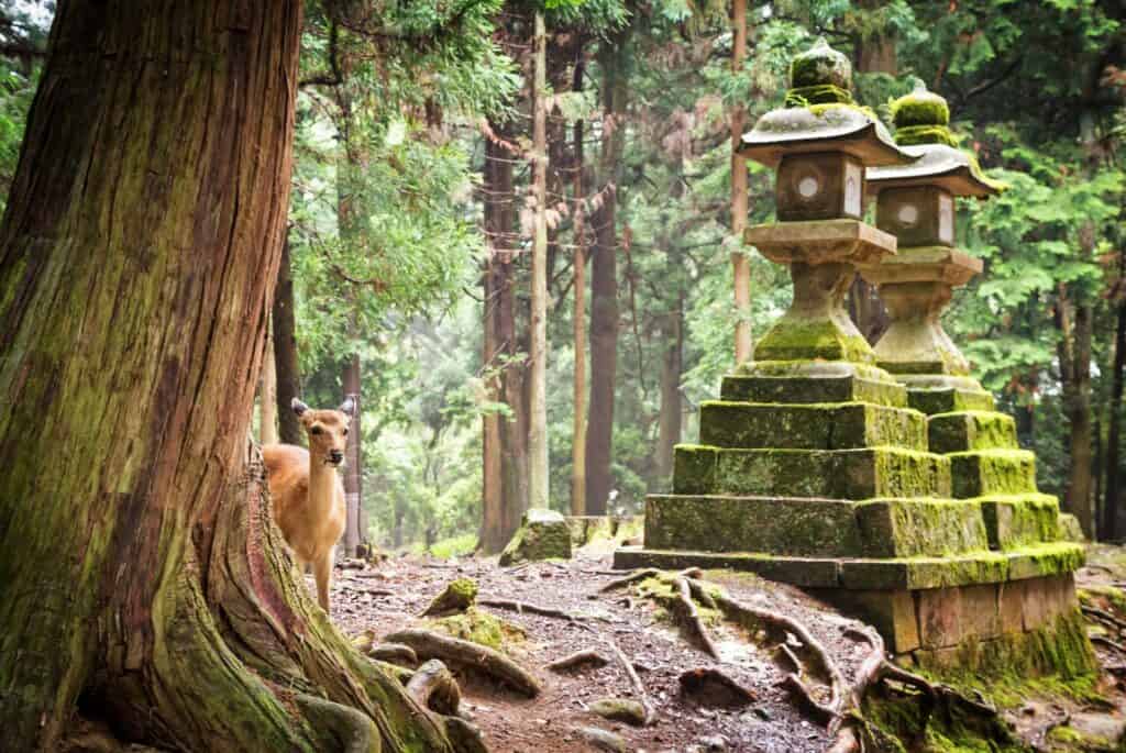 Visite des sanctuaires, grand Bouddha et cerfs