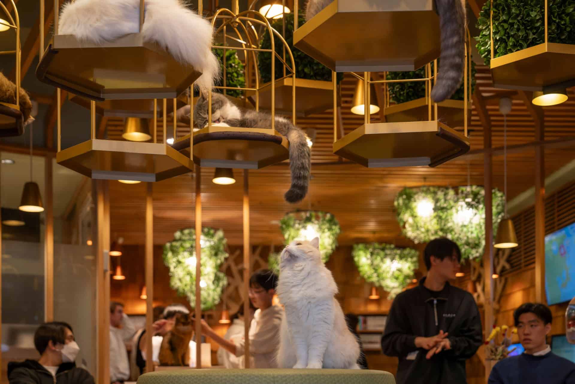 bar a chats tokyo