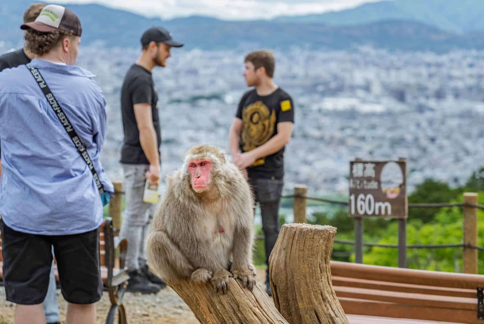 parc des singes iwatayama