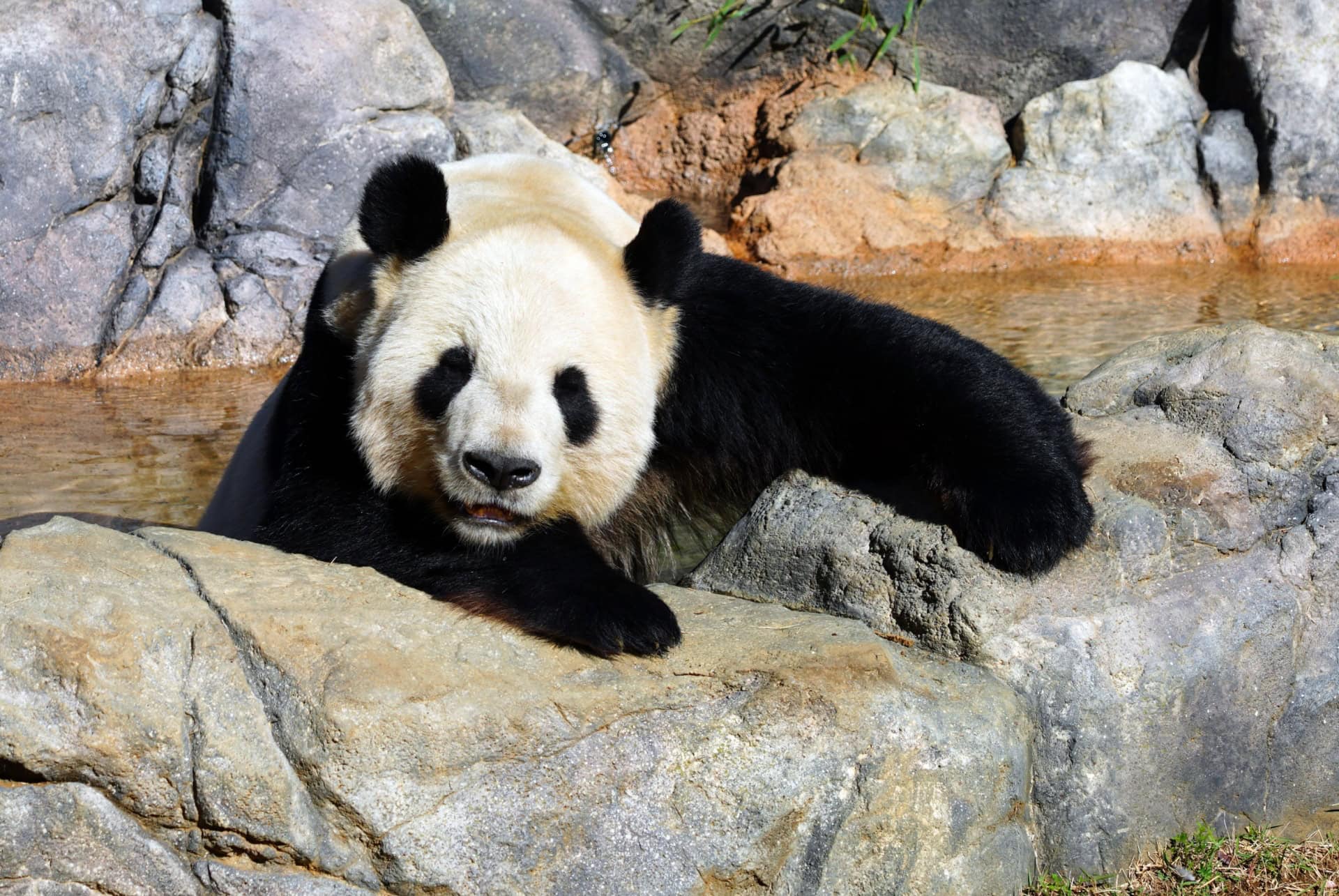 panda geant zoo parc ueno tokyo panda geant zoo parc ueno tokyo