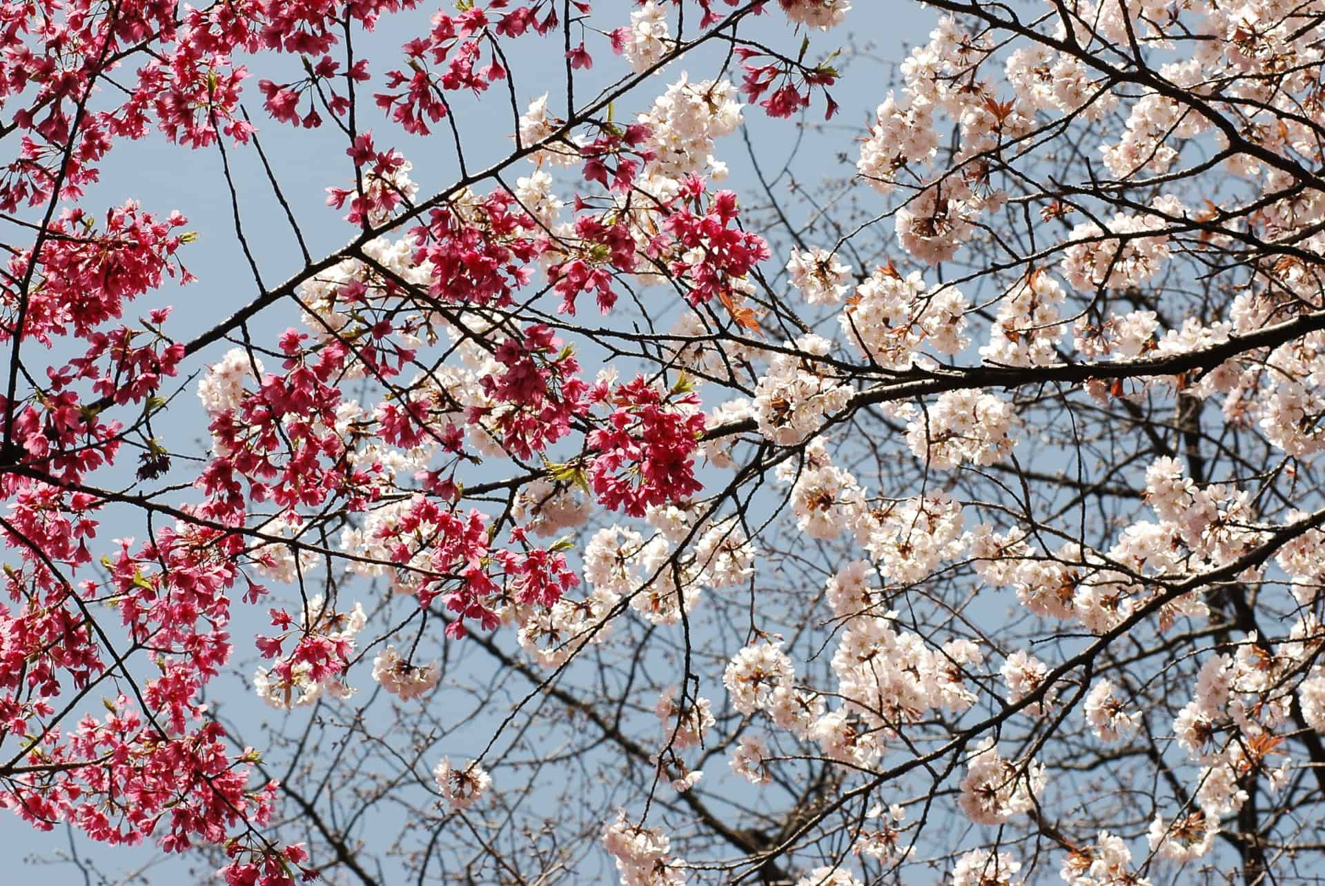 cerisiers parc koganei tokyo