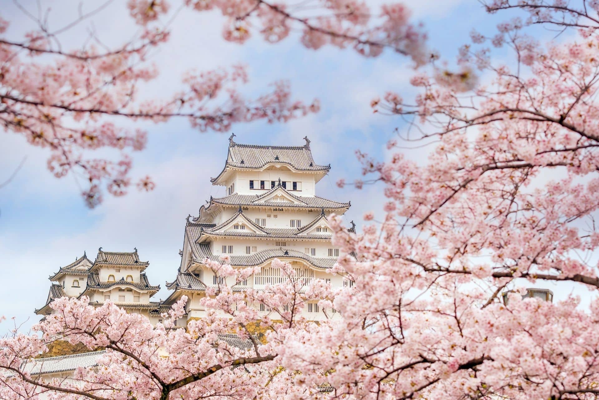 chateau de himeji hanami au japon chateau de himeji hanami au japon