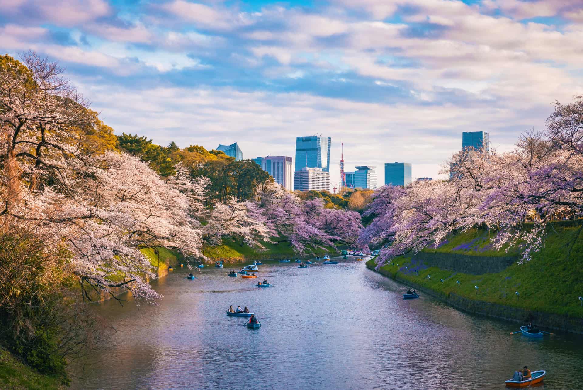 chidorigafuchi cerisiers tokyo