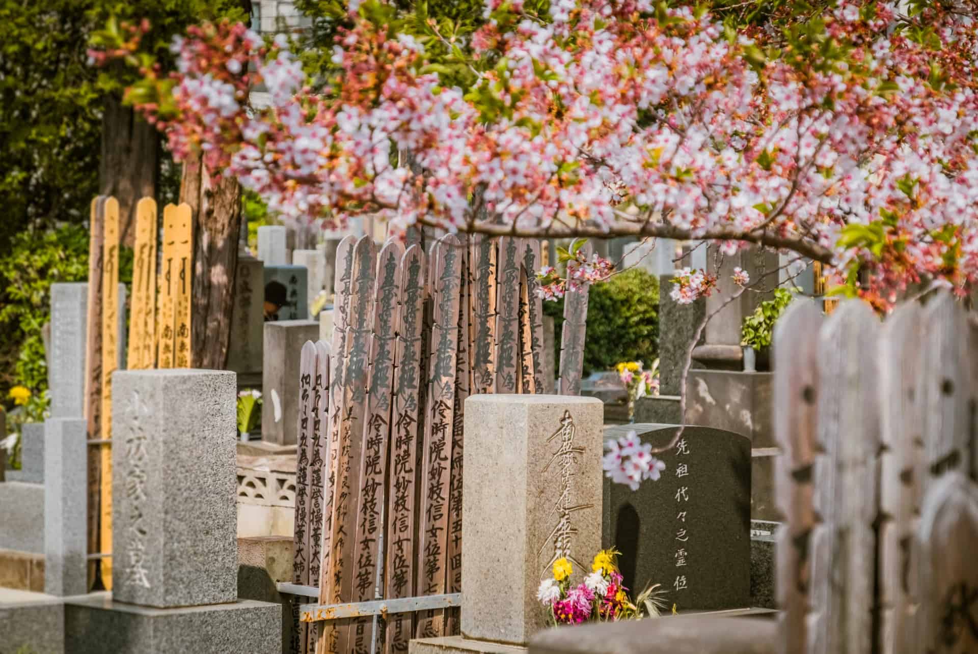 cimetiere yanaka cerisiers