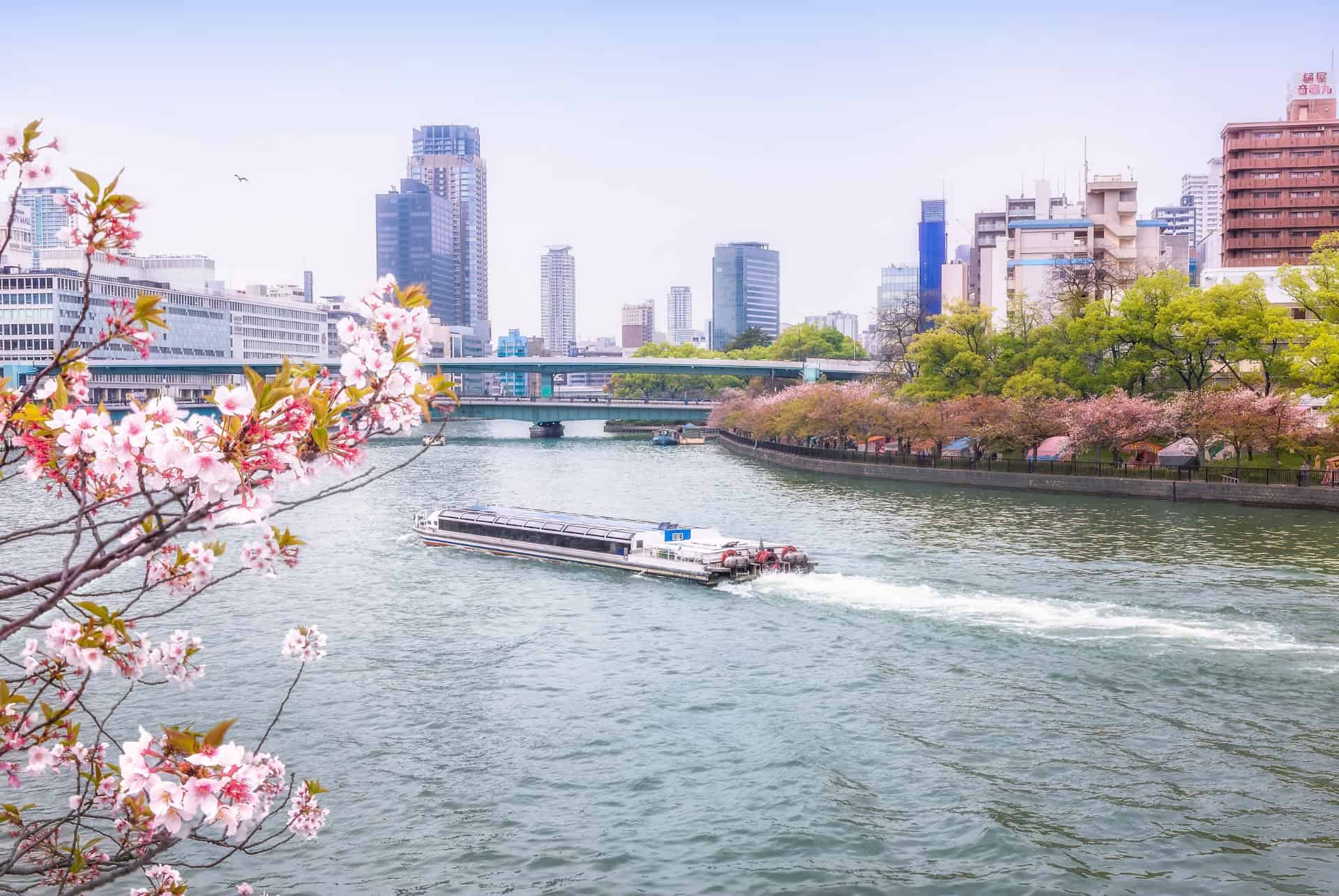 cerisiers en fleurs à osaka croisiere sur riviere okawa