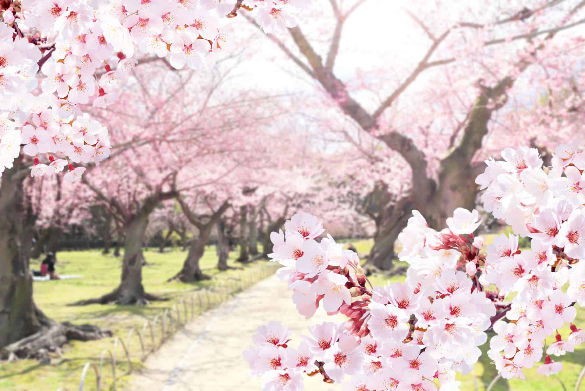 Le Hanami au Japon