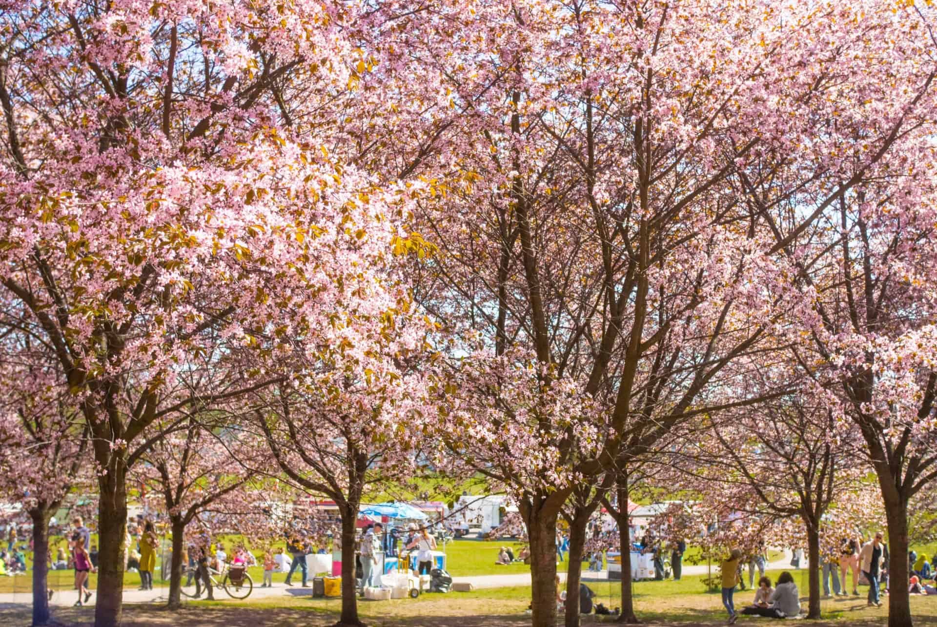 hanami en finlande hanami en finlande