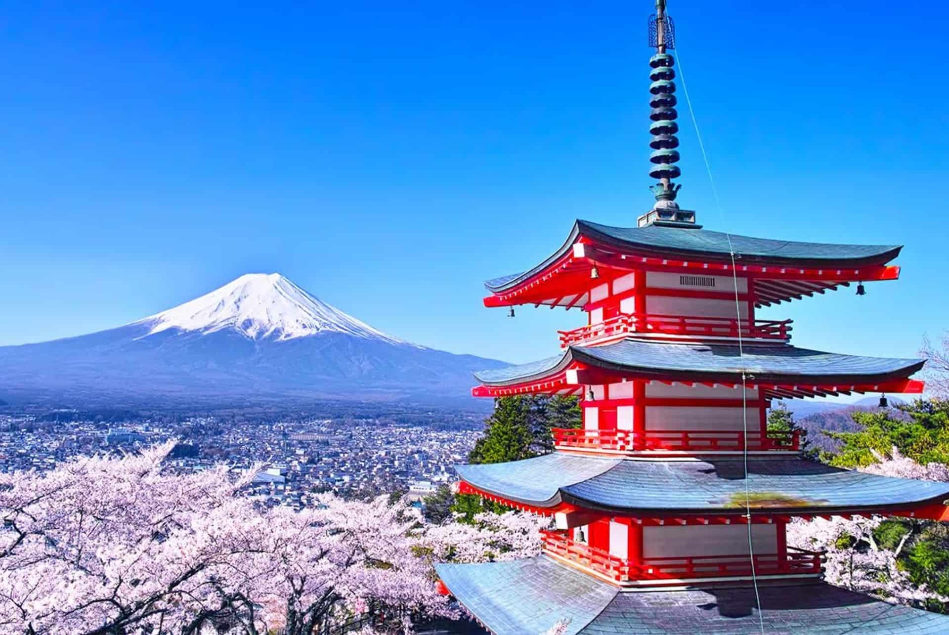 hanami mont fuji