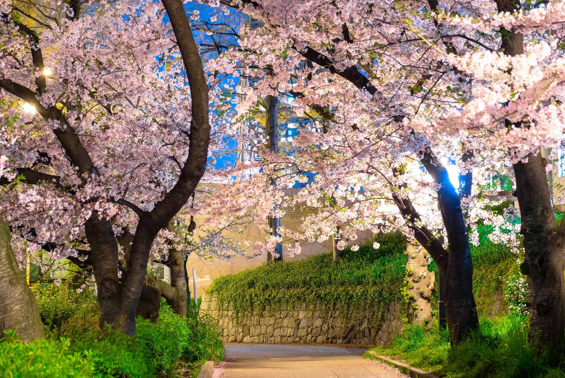 kema sakuranomiya park