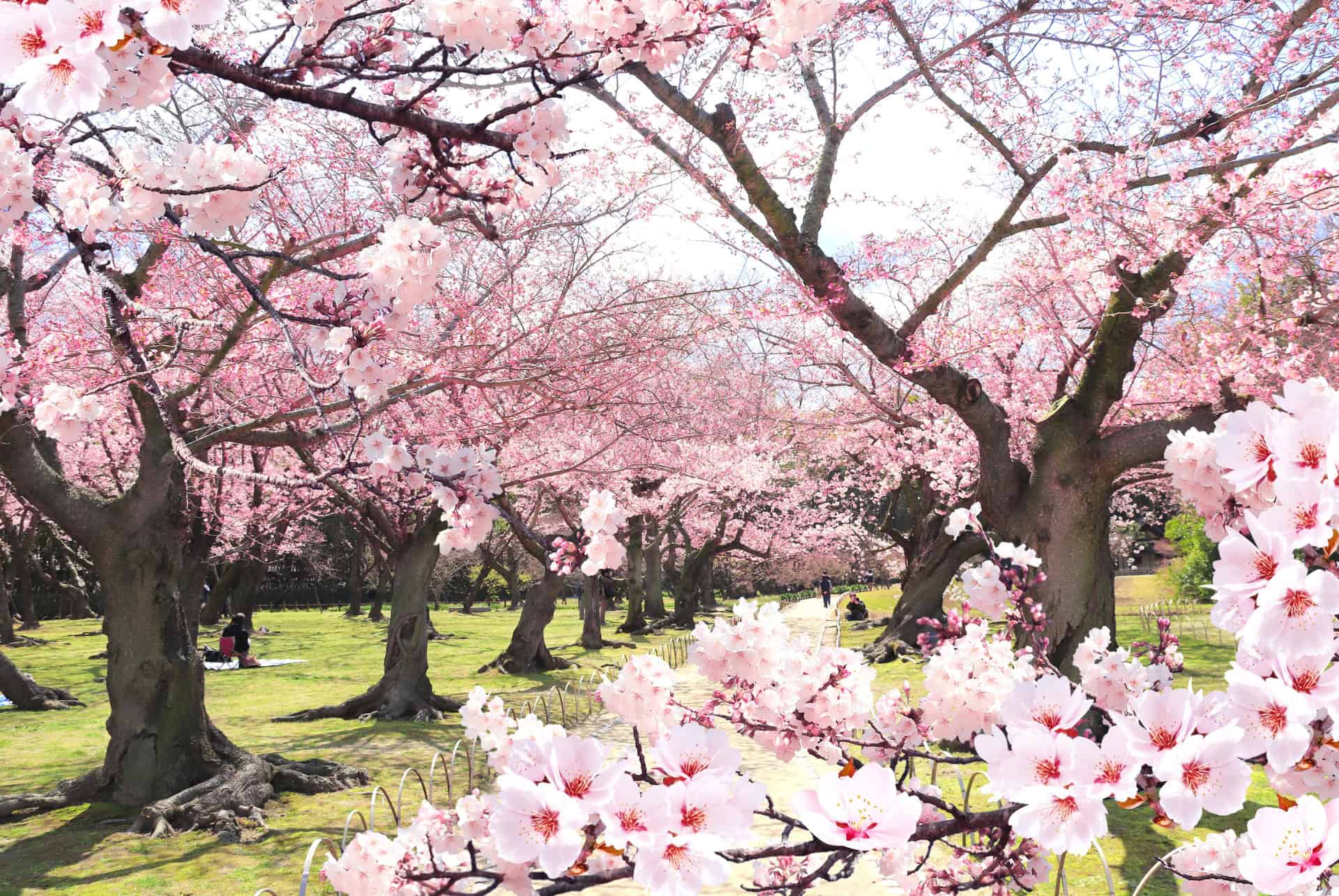 koishikawa korakuen cerisiers tokyo