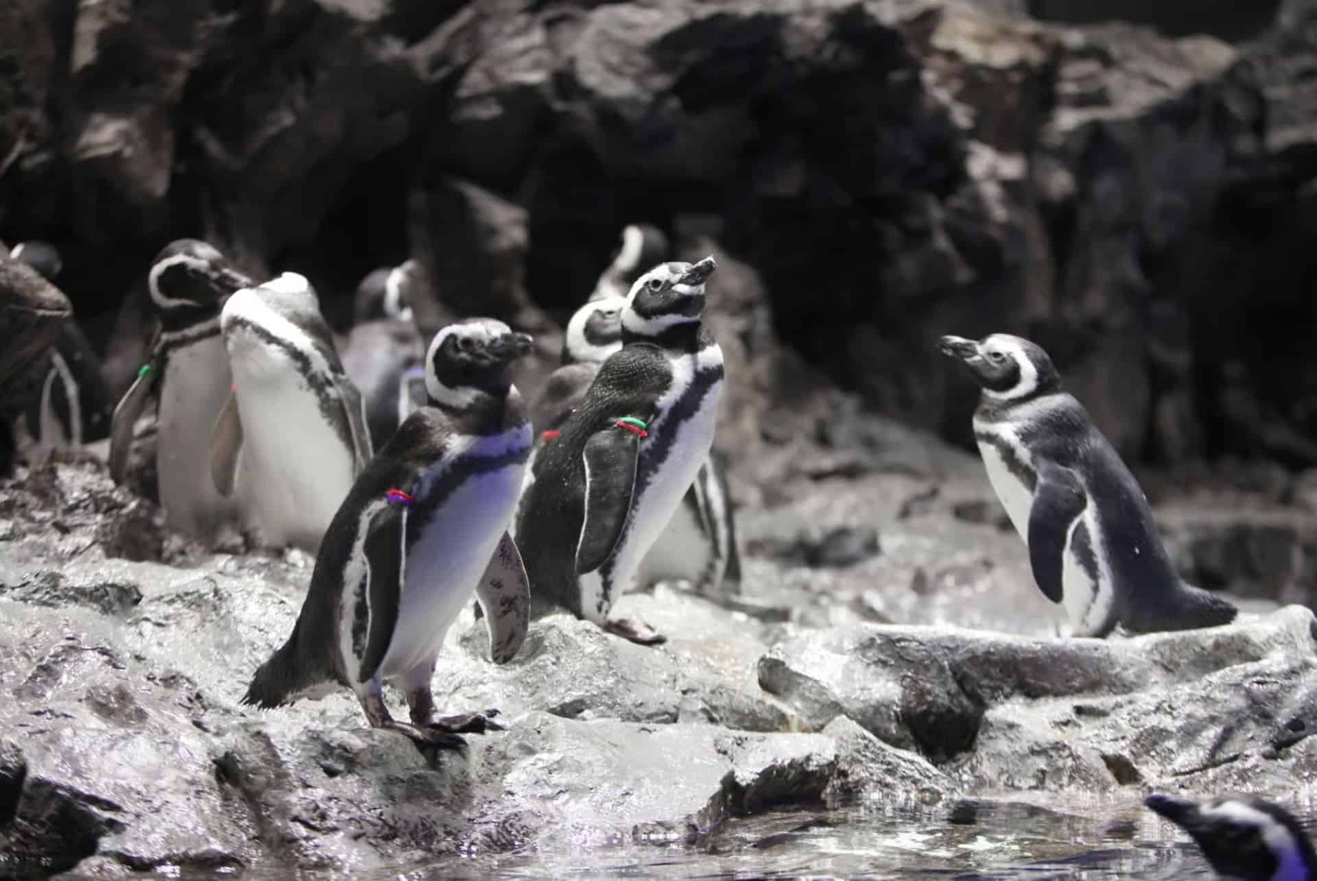 manchots sumida aquarium