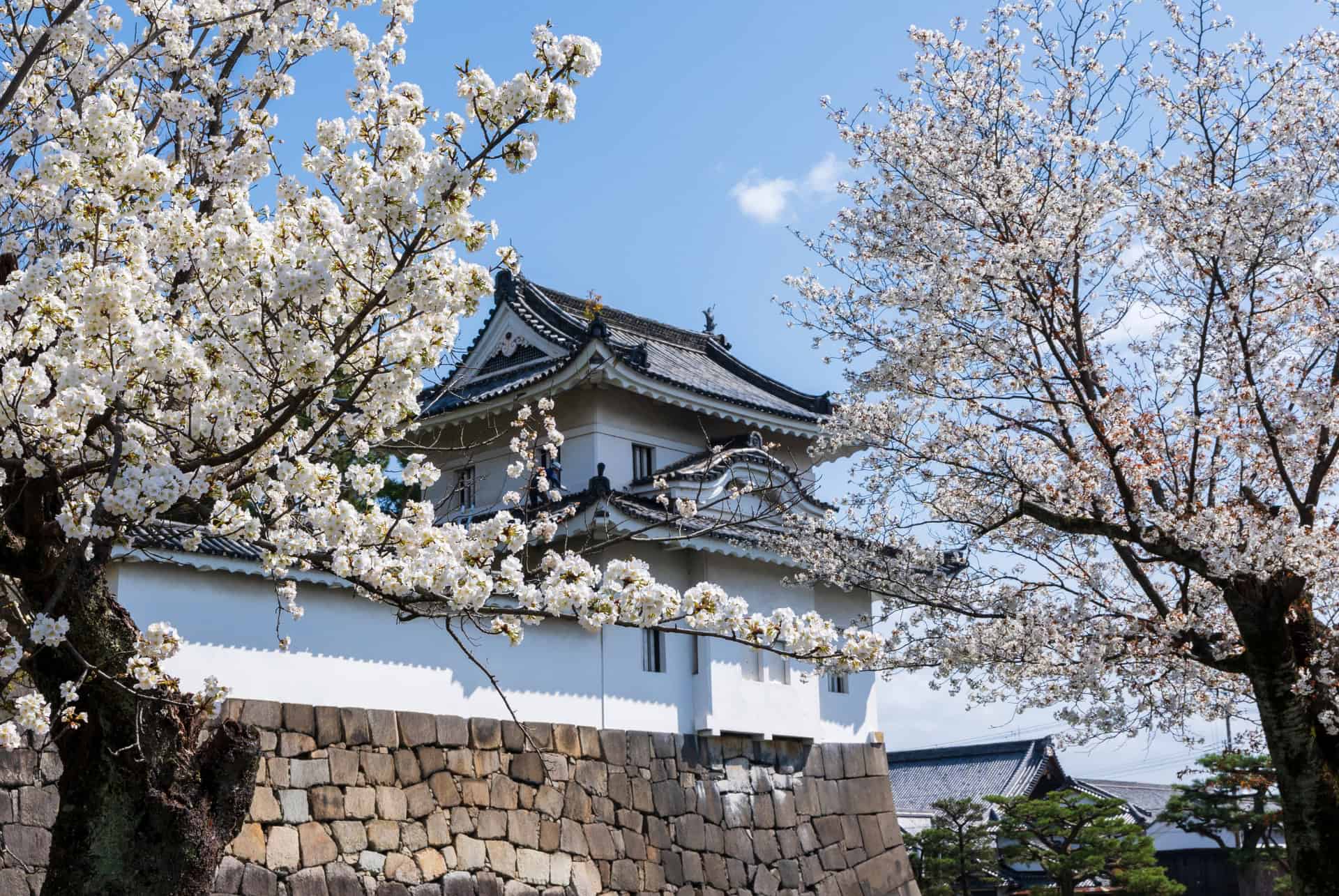 nijo sakuras