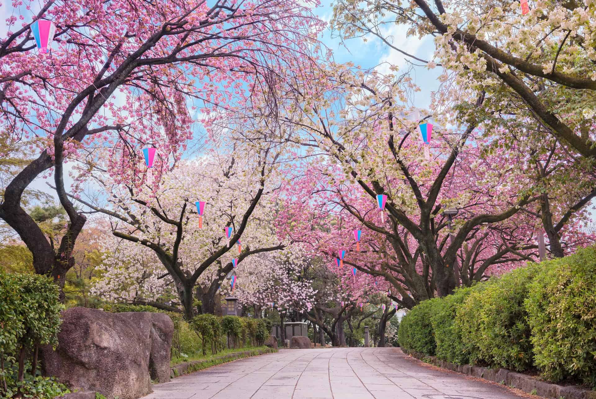 parc asukayama cerisiers tokyo