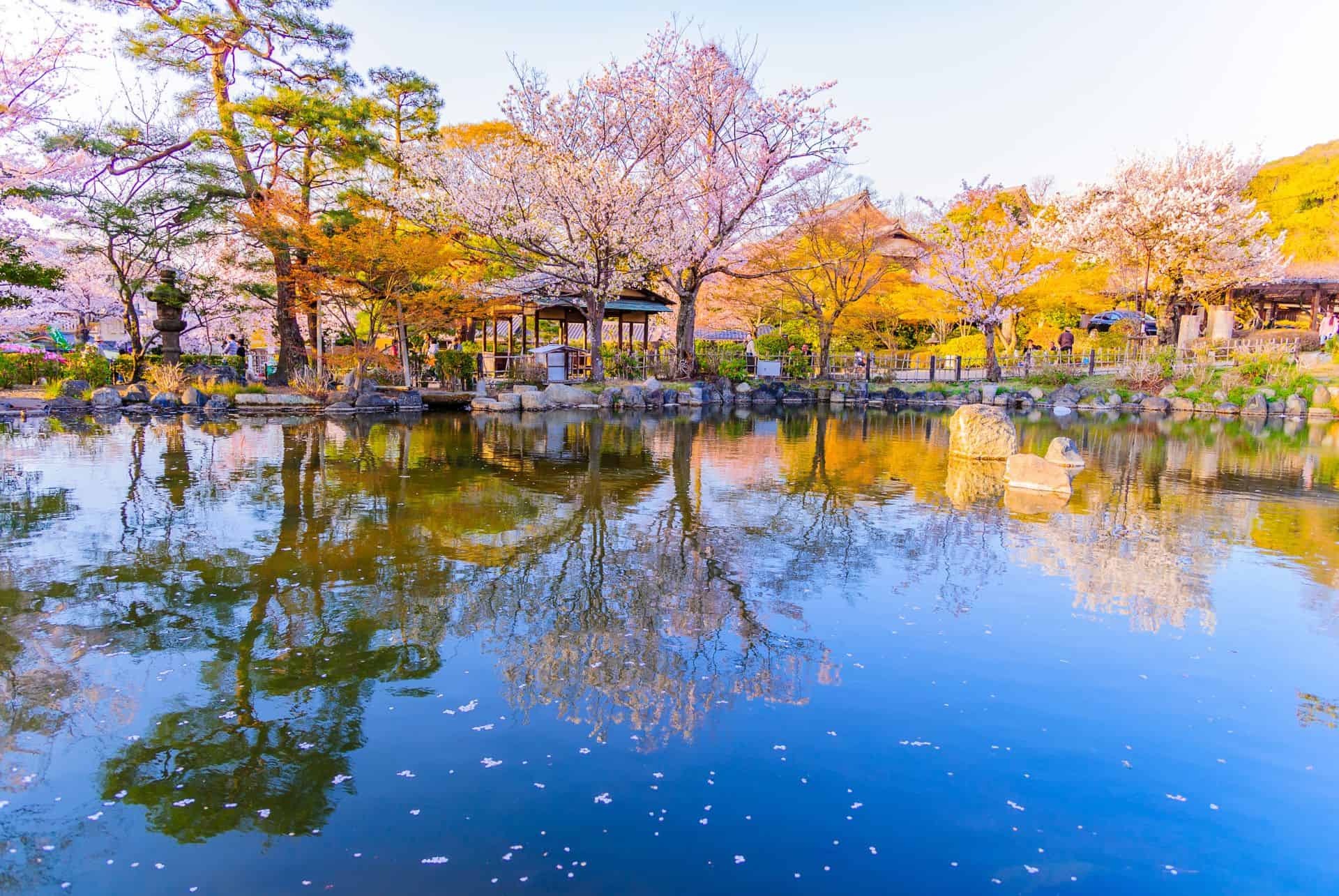 Le parc Maruyama à Kyoto
