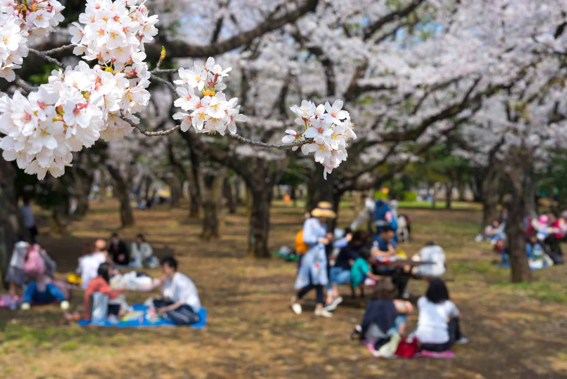 Le parc Yoyogi à Tokyo