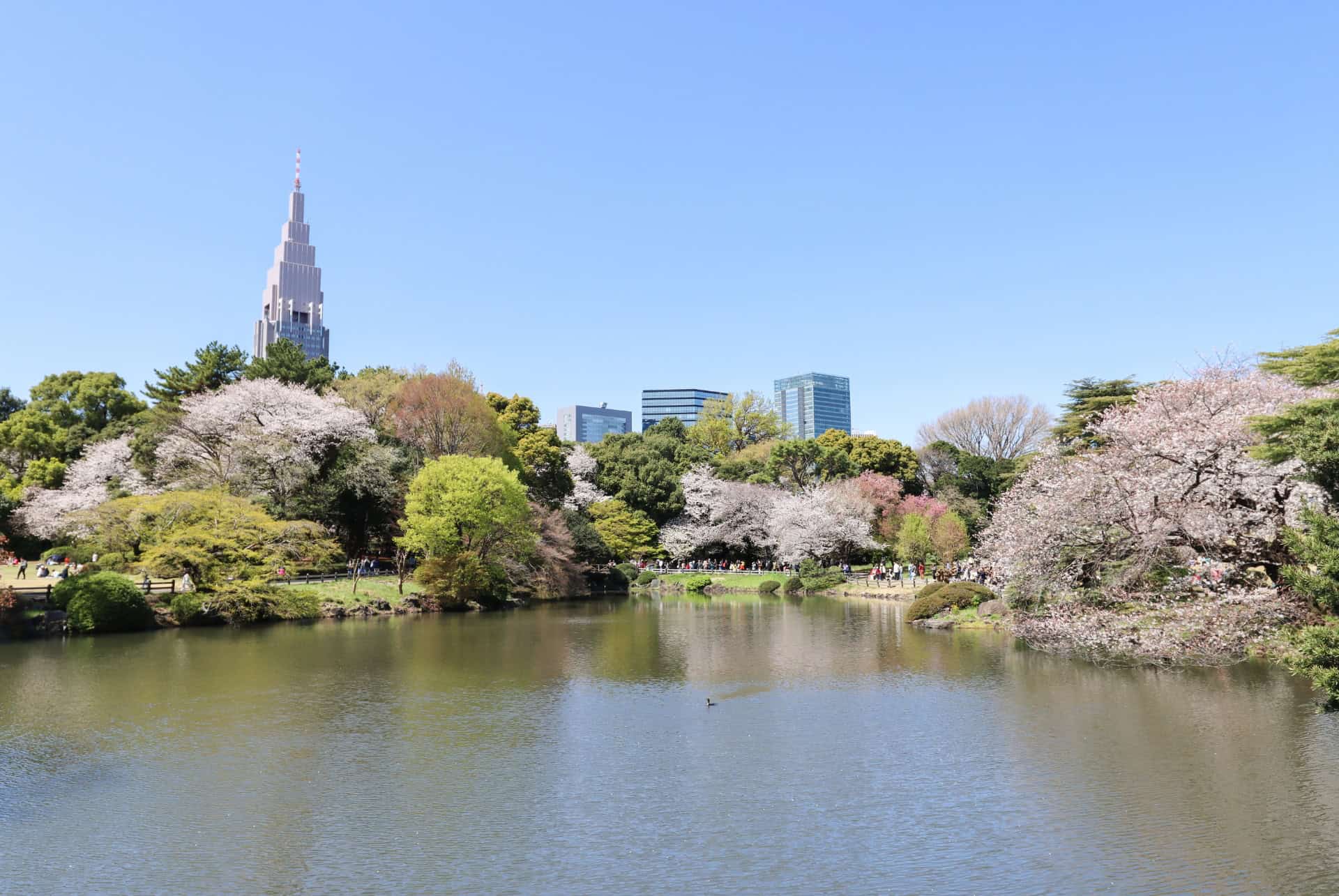 shinjuku gyoen tokyo printemps