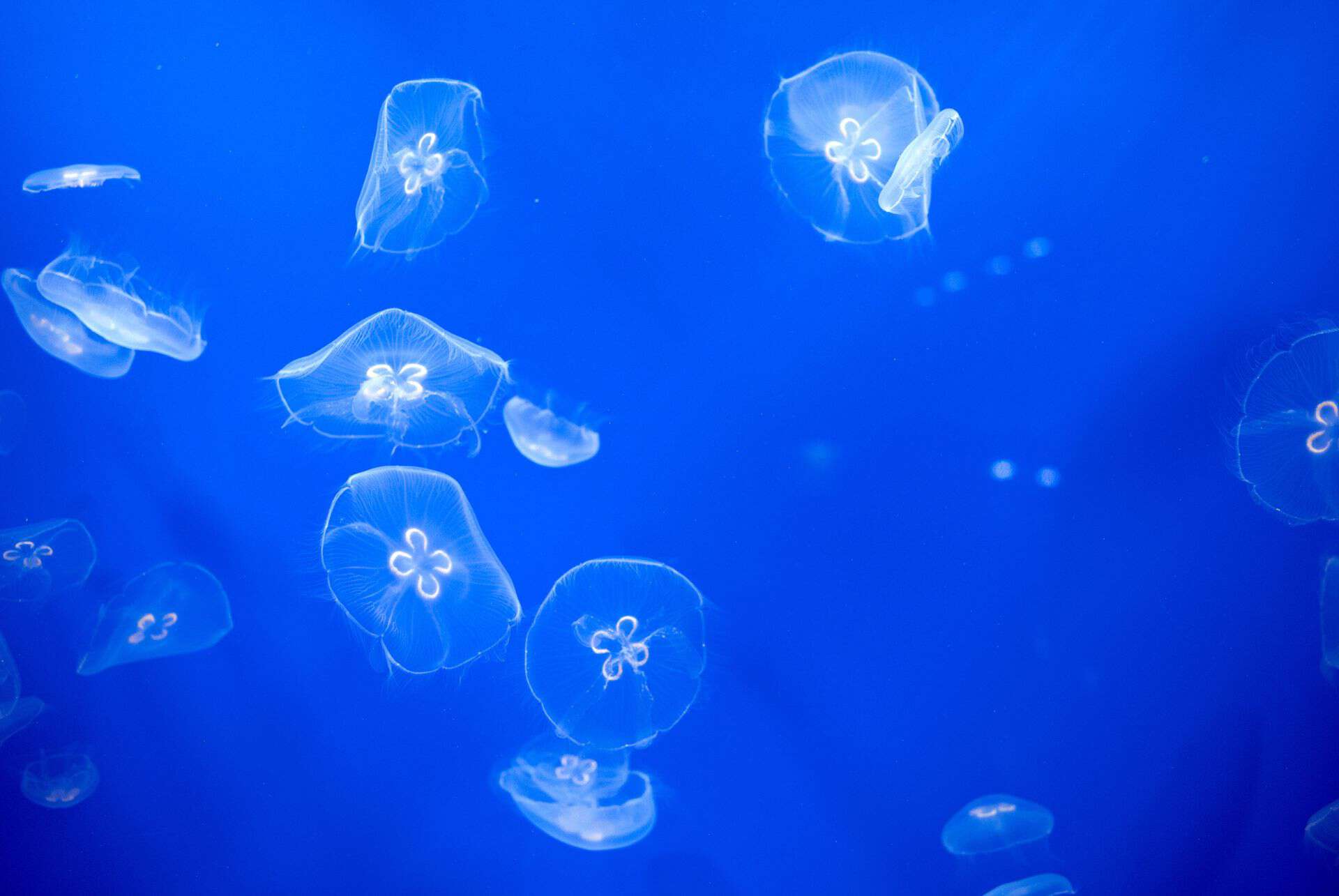 Sumida Aquarium à Tokyo