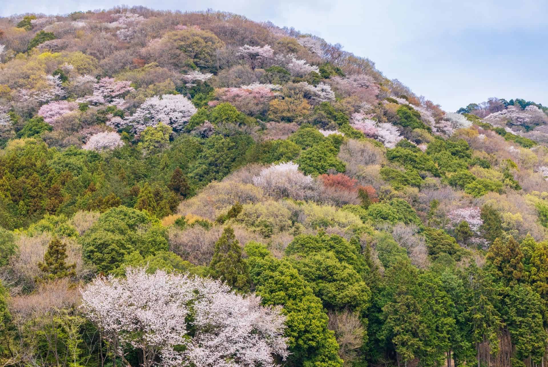 yamazakura hanami au japon