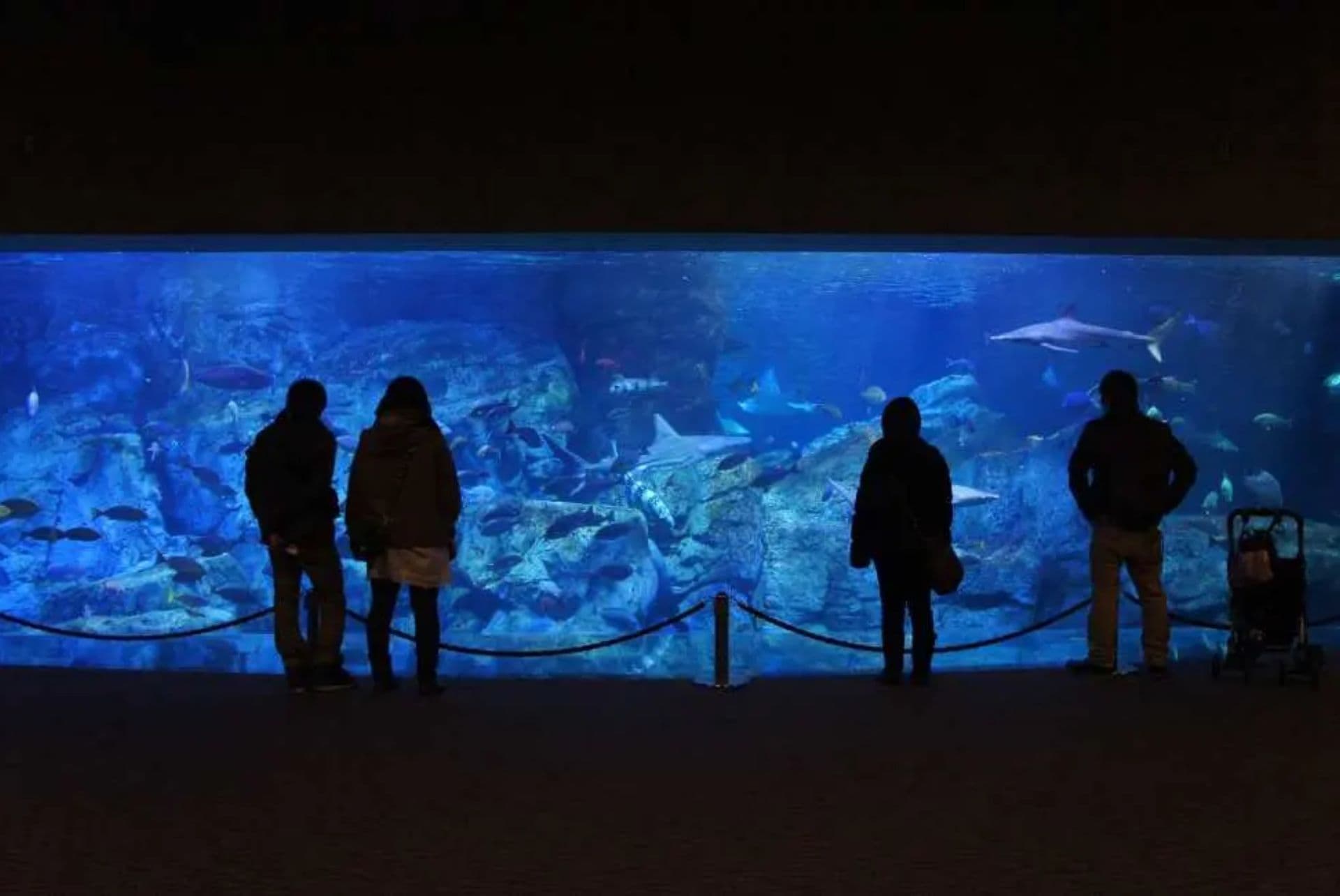 aquarium umitamago que faire a oita