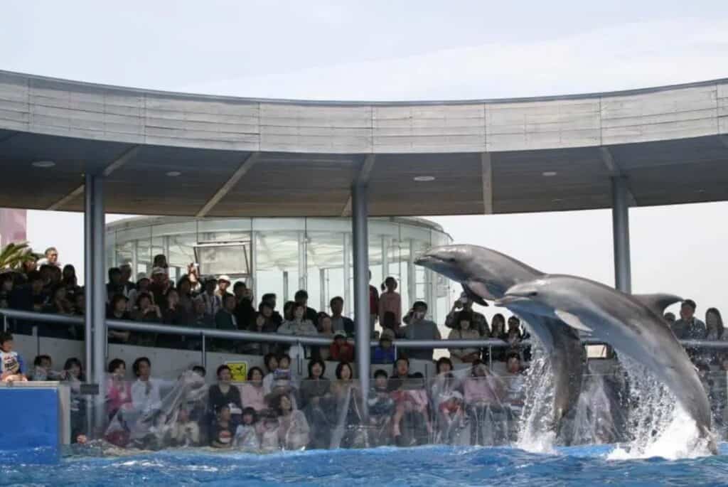 Aquarium Umitamago : billet d'entrée