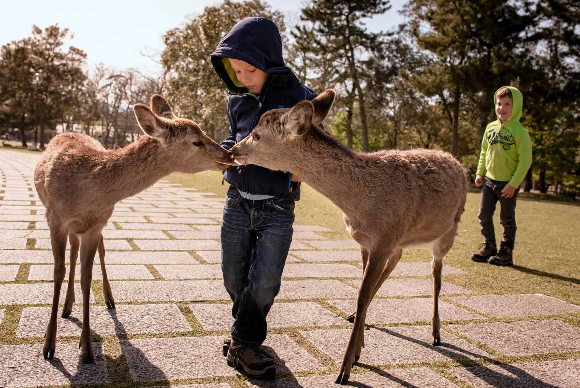 parc nara japon en famille