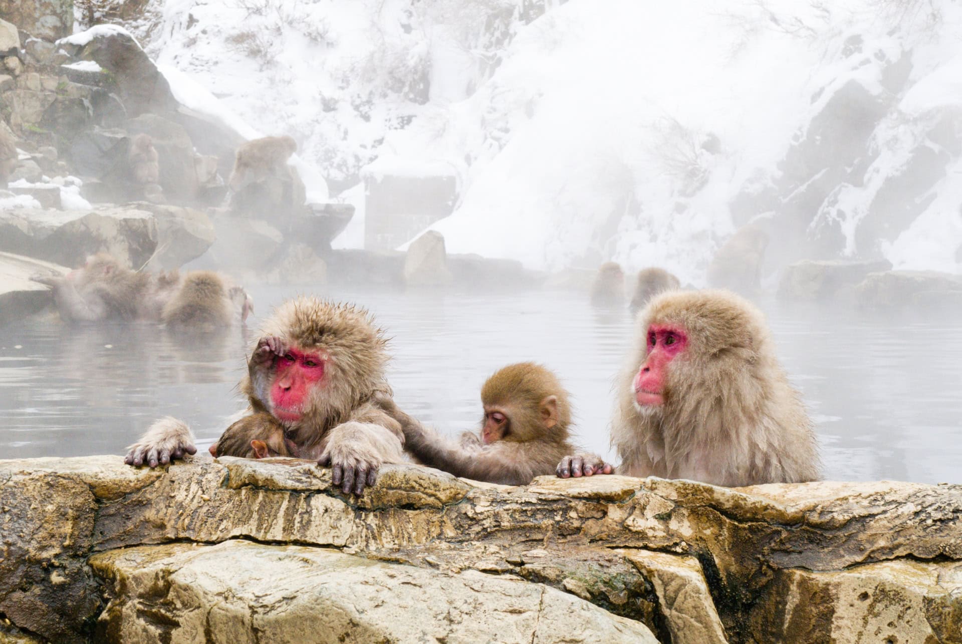 parc singes jigokudani parc singes jigokudani