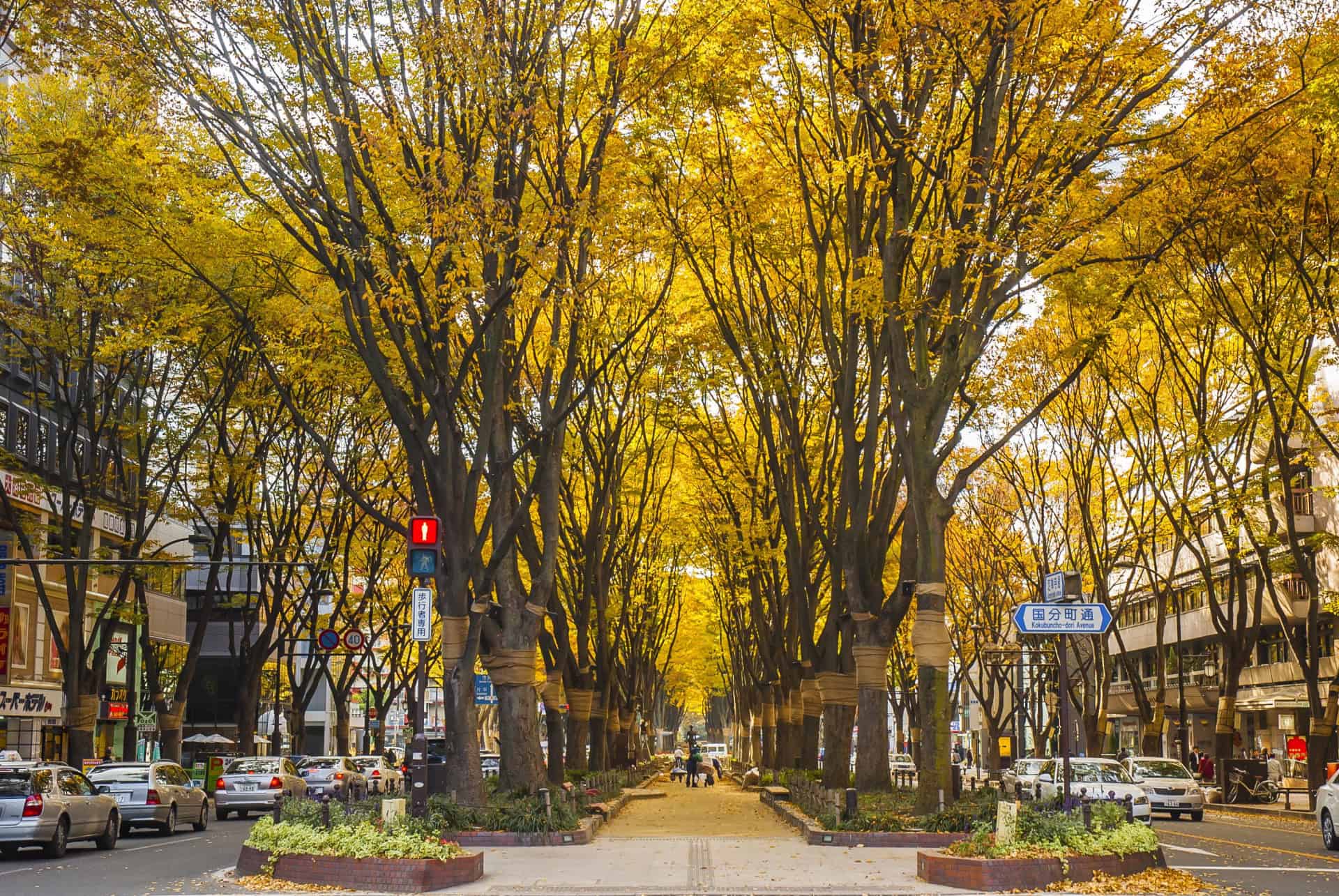 avenue jozenji-dori sendai