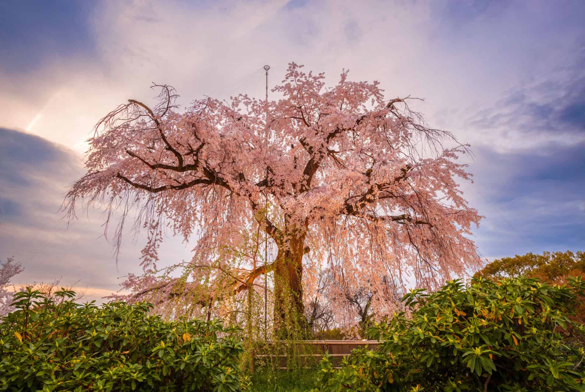 cerisier shidare-zakura parc maruyama