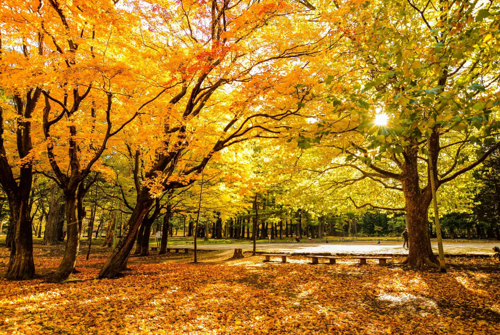 parc maruyama automne