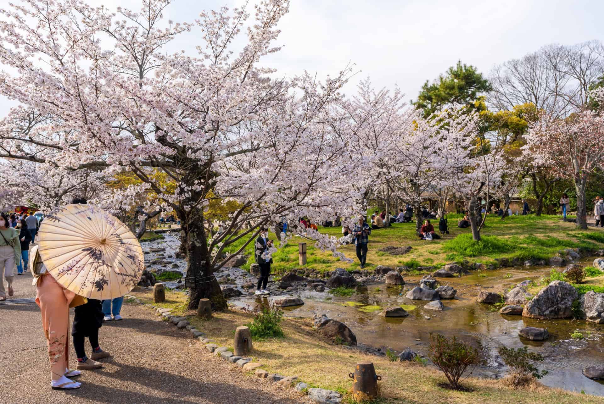 parc maruyama printemps hanami