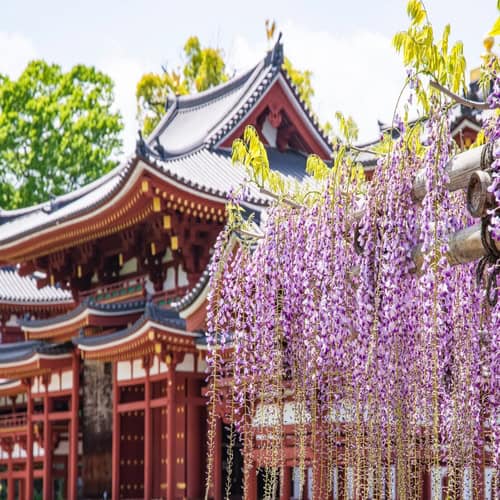 floraison des glycines devant un temple