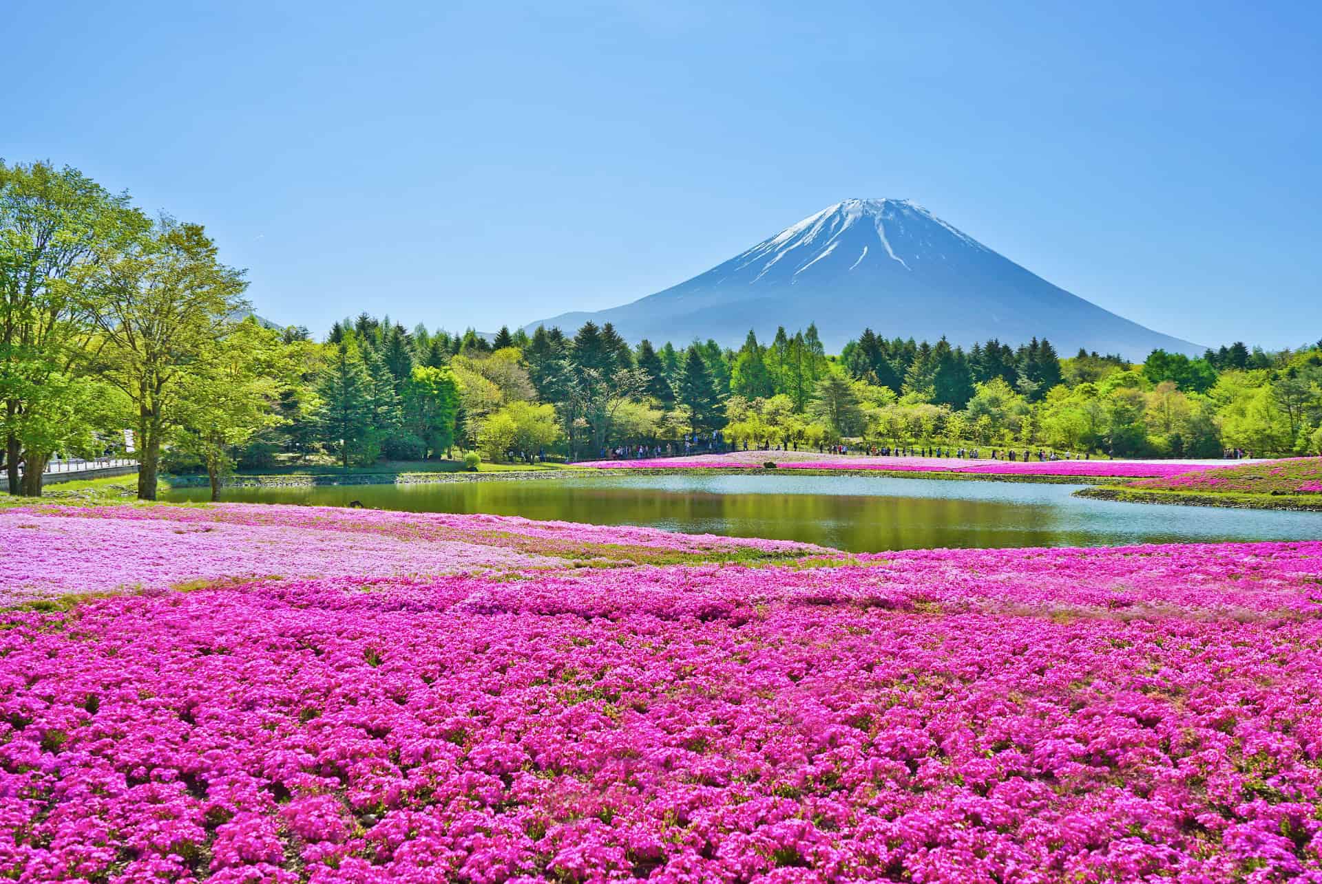 mont fuji et la floraison des shibazakura