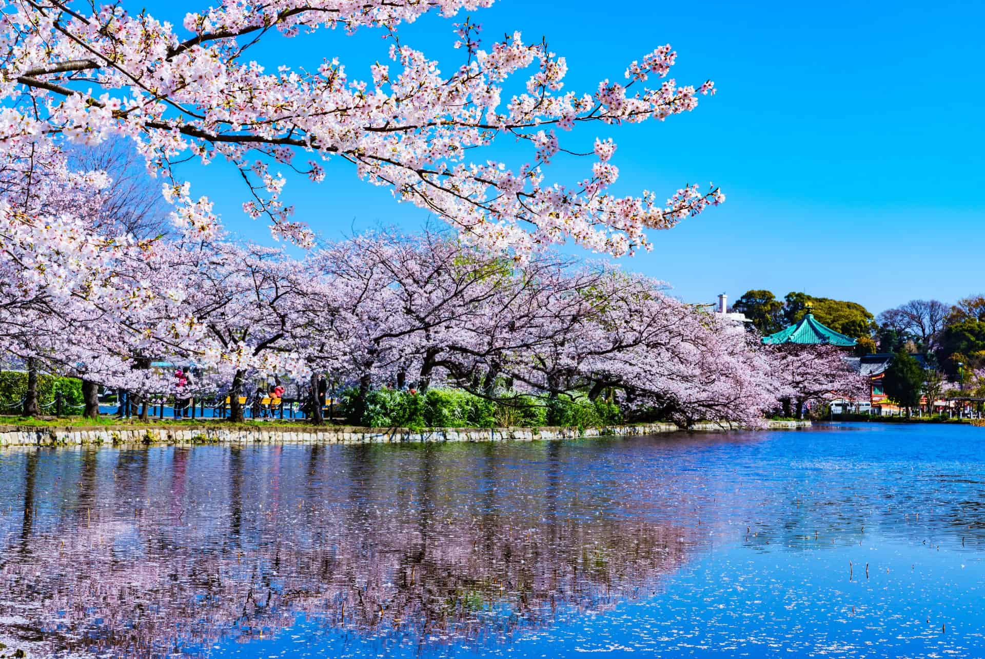 parc de ueno au printemps