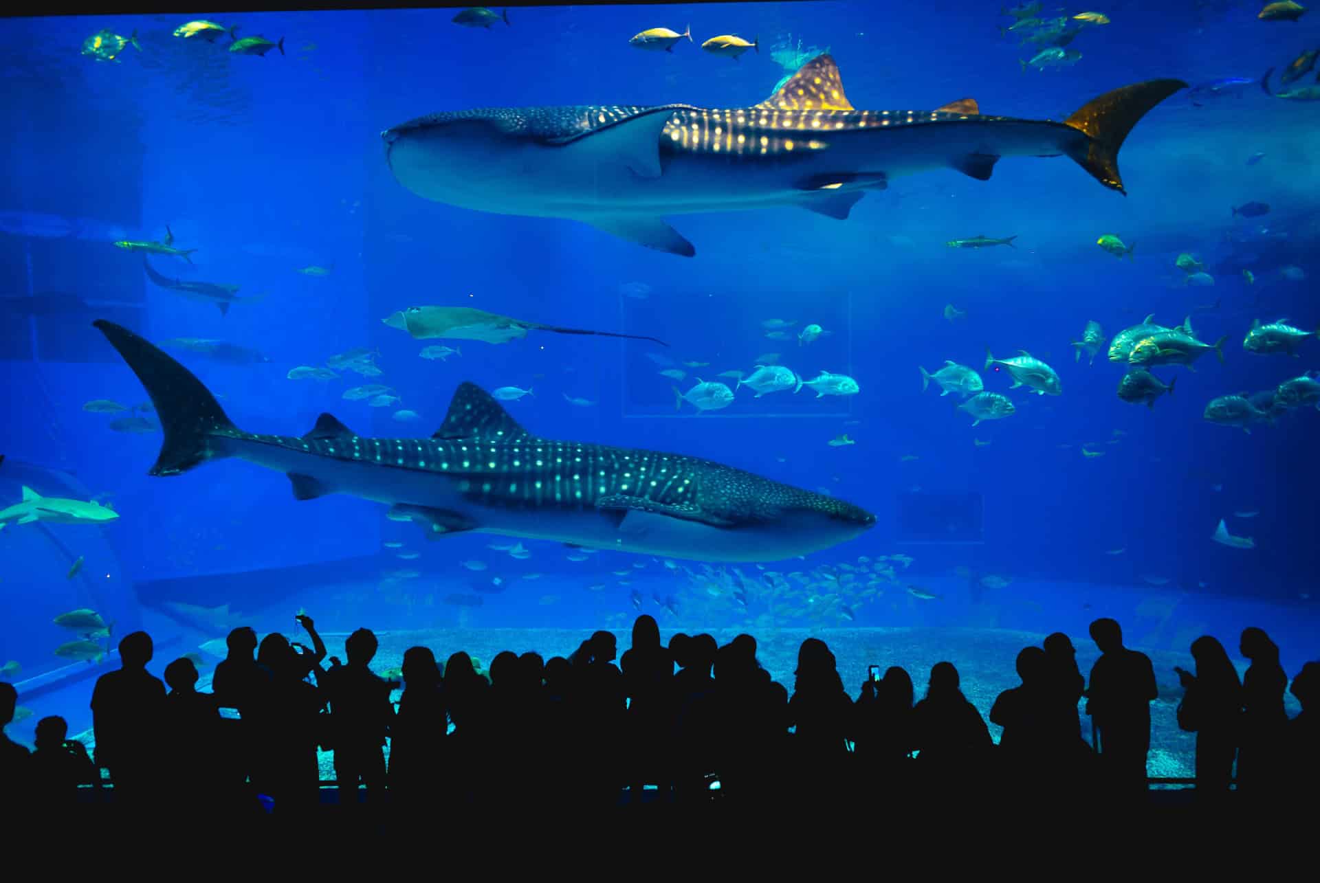 aquarium churaumi okinawa