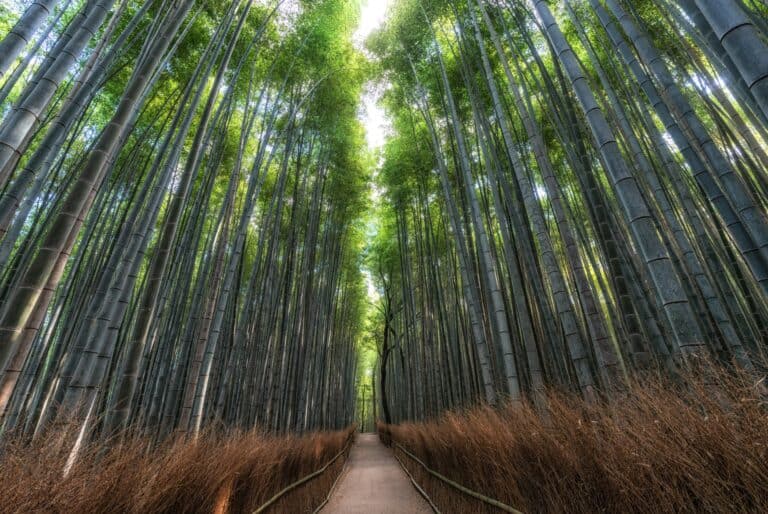 Bambouseraie d'Arashiyama, matcha, singes et temples