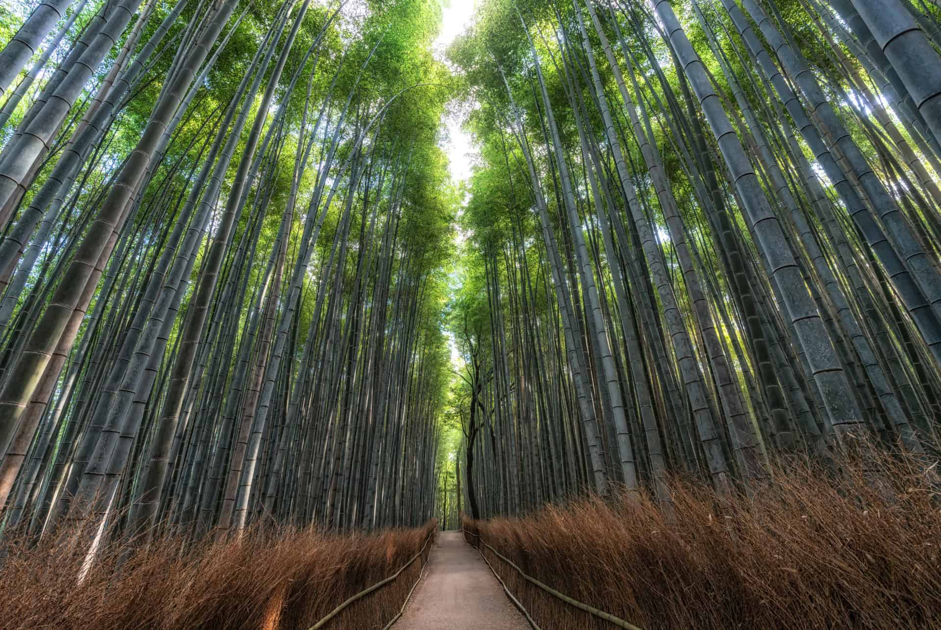 arashiyama bambou foret