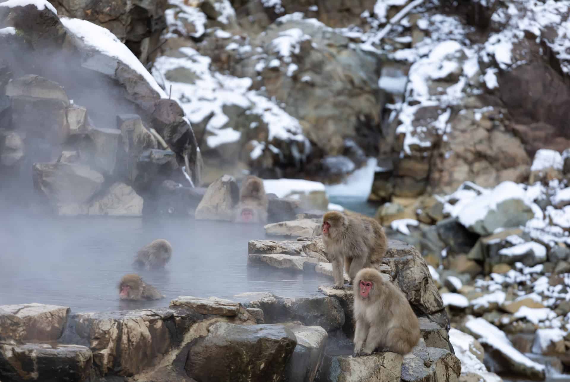 parc singes des neiges onsen nagano