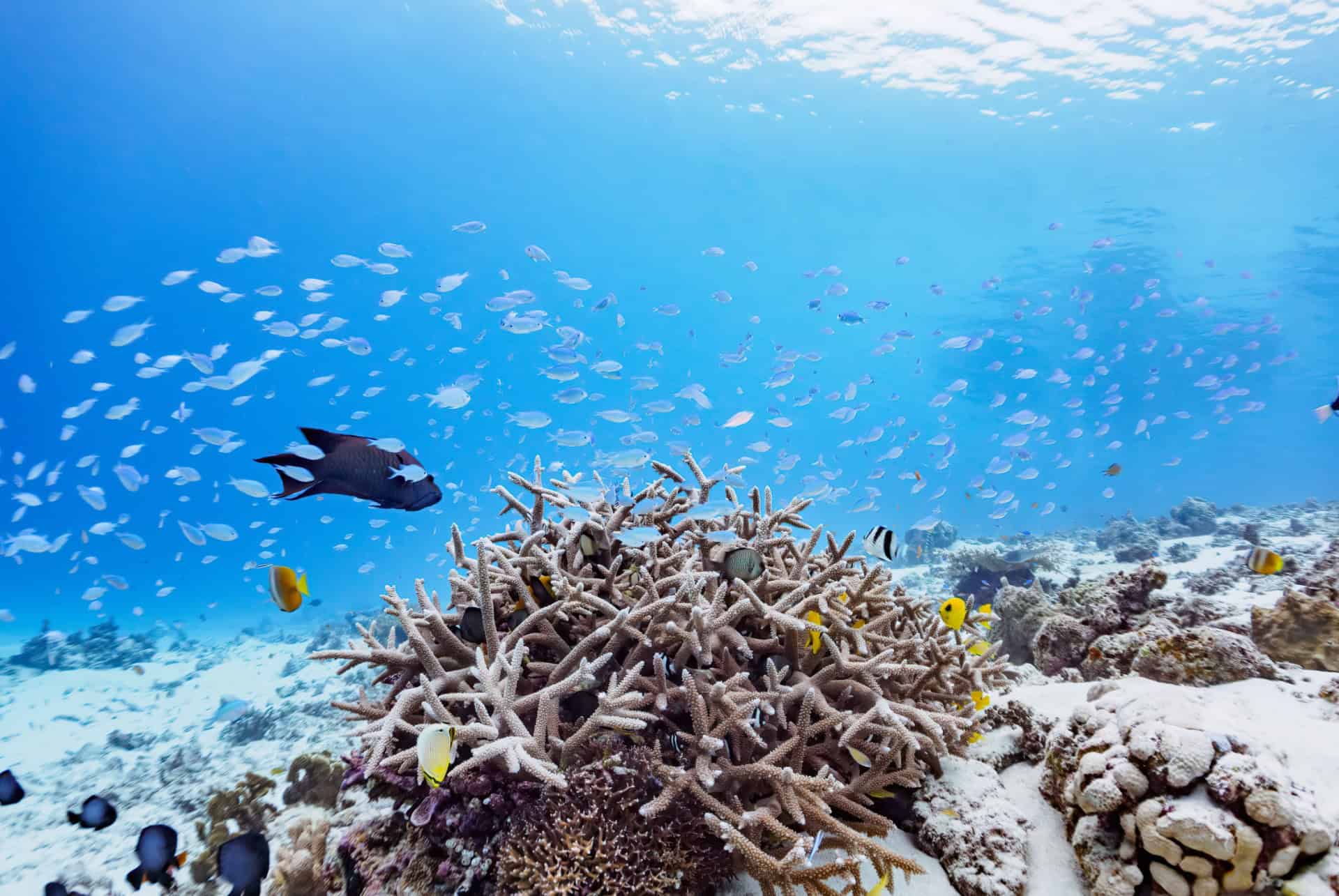 plongee sous marine a okinawa