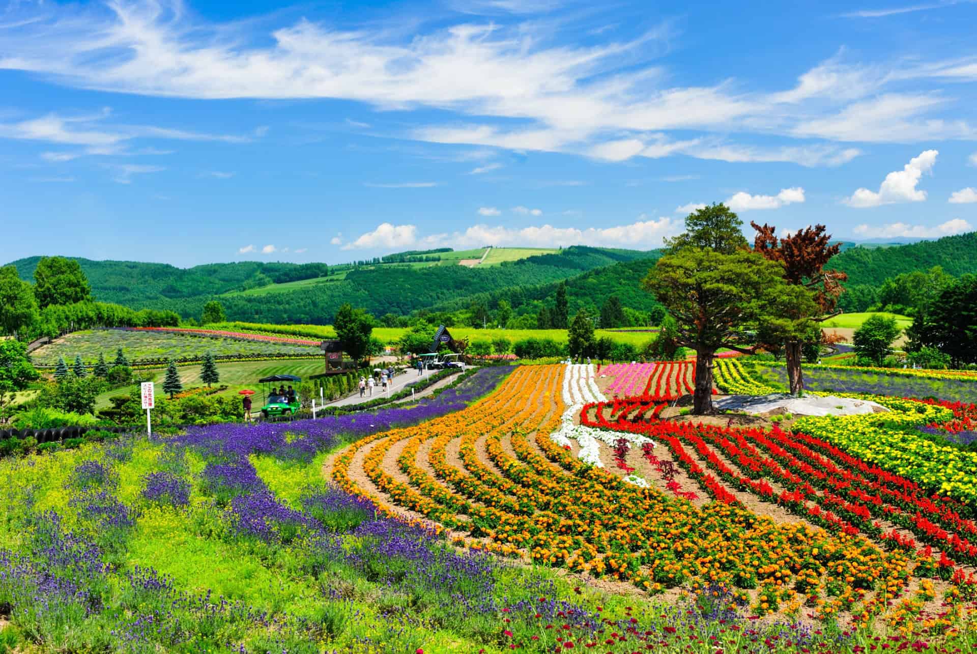 visiter le japon au printemps visiter le japon au printemps