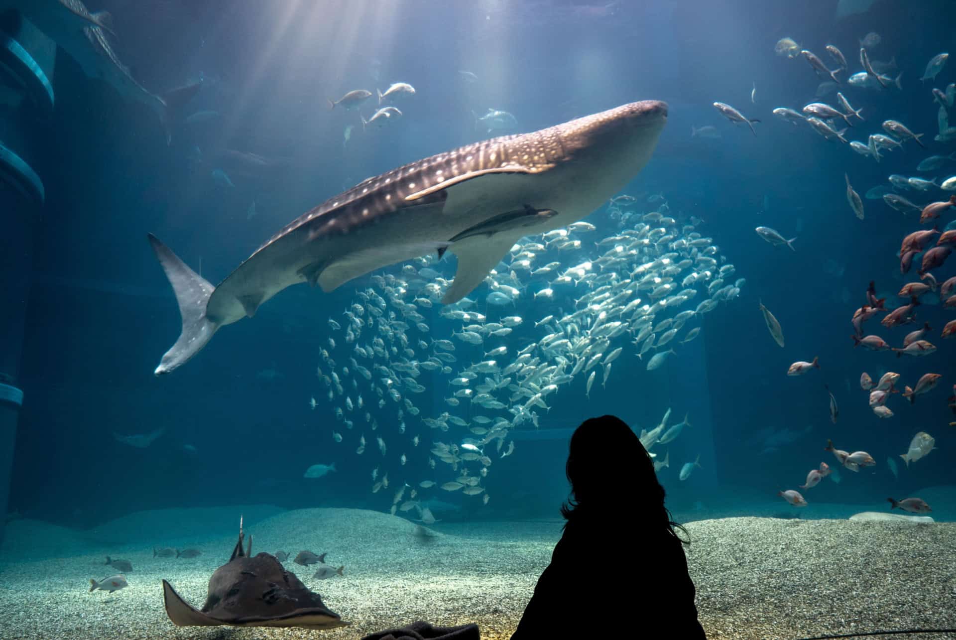 aquarium kaiyukan osaka