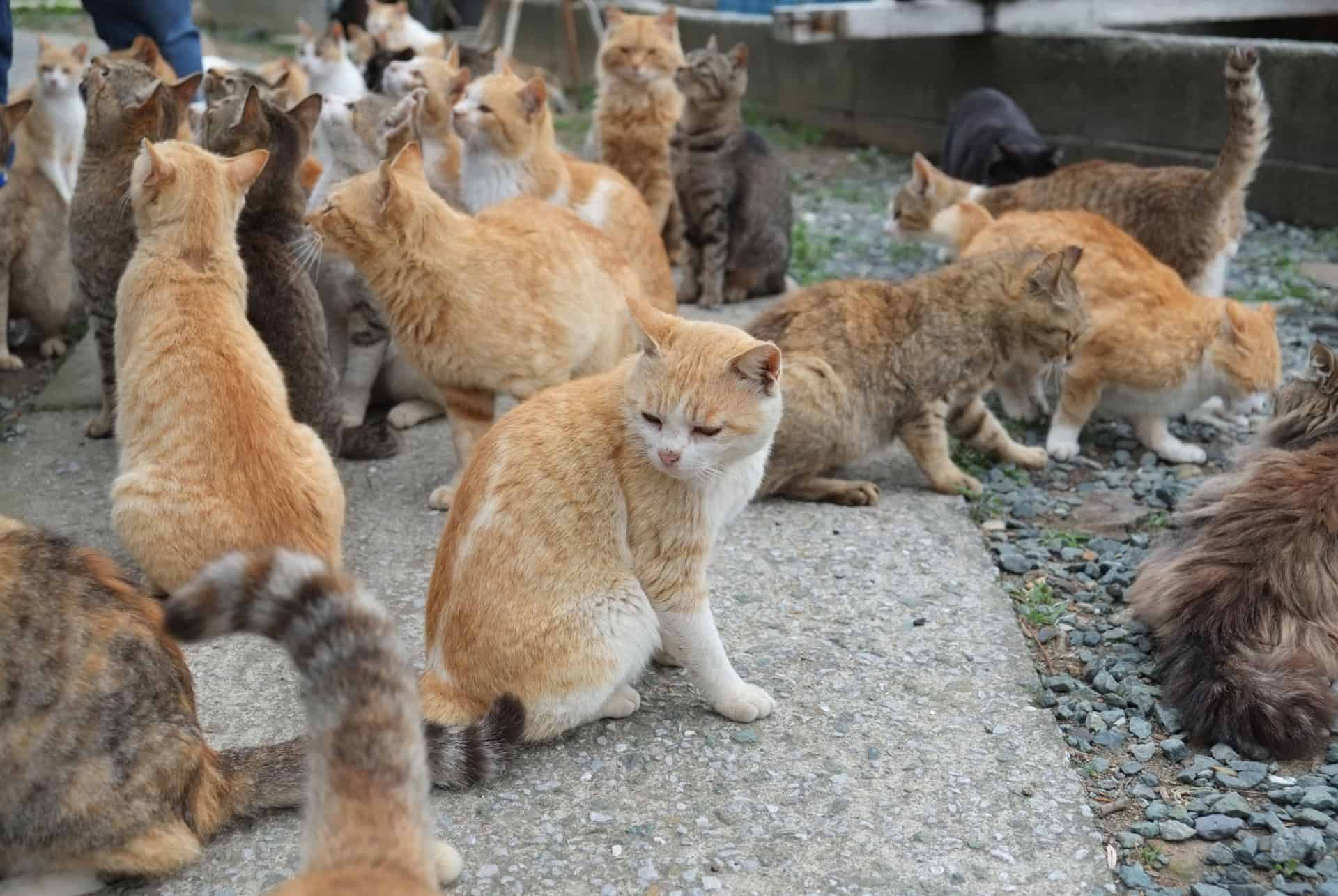 aoshima ile aux chats