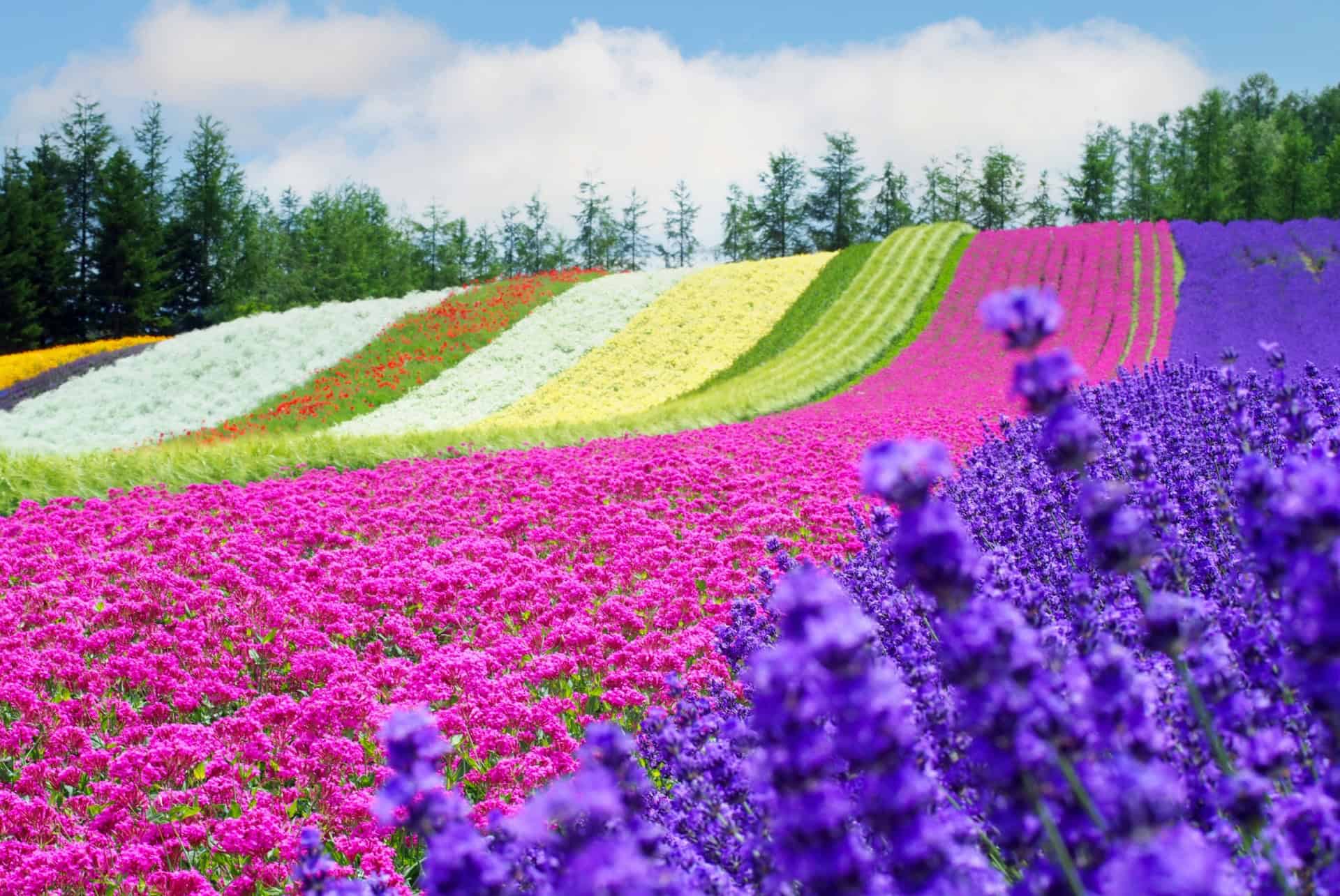 champ de fleurs ferme tomita furano